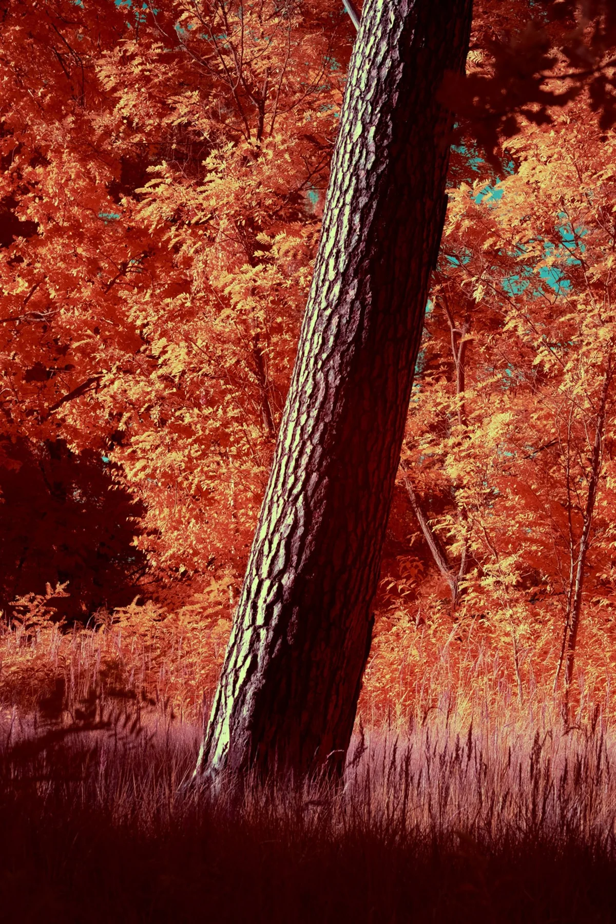 Tronc incliné devant une forêt orange.