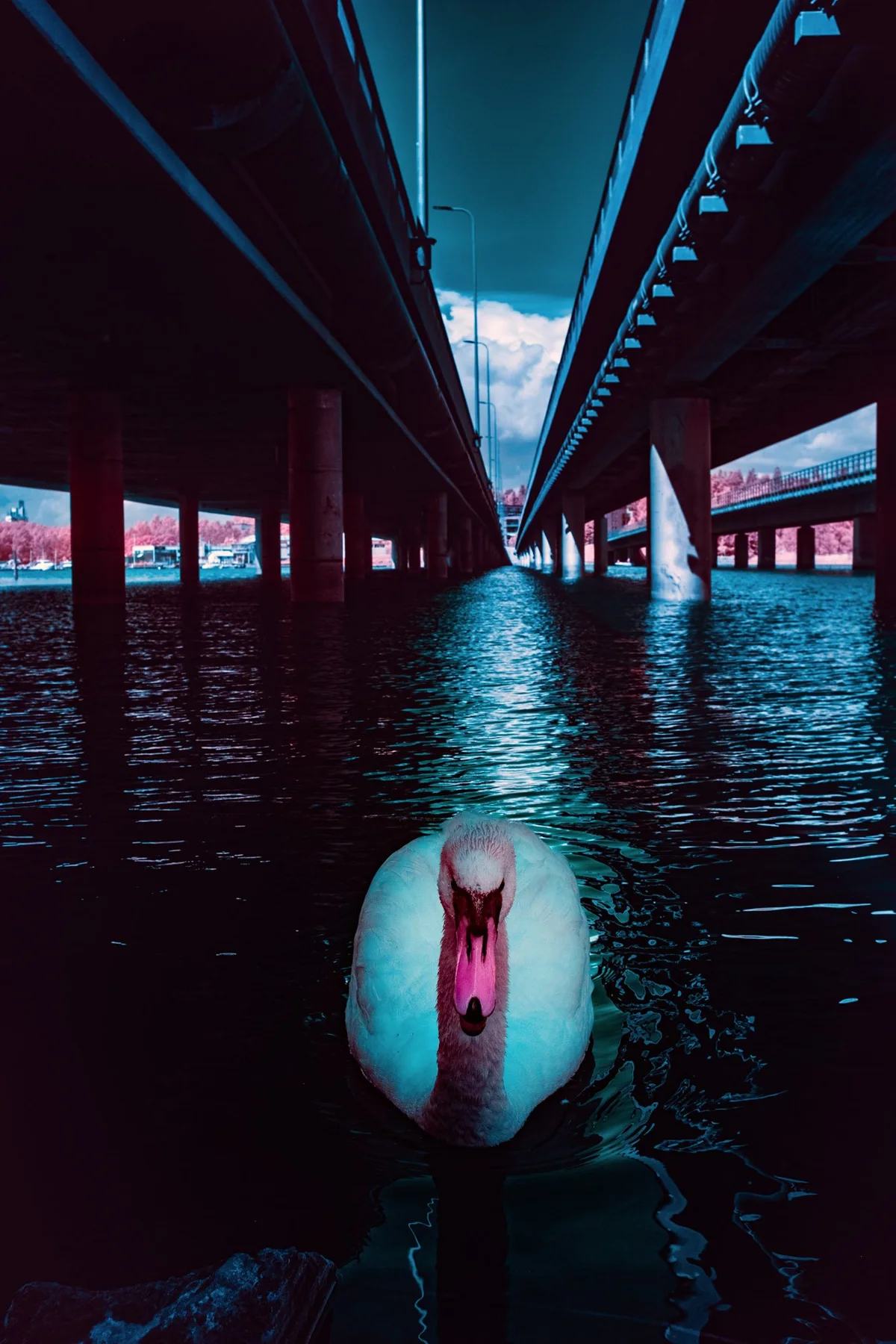 Cygne sur l’eau sous des ponts.