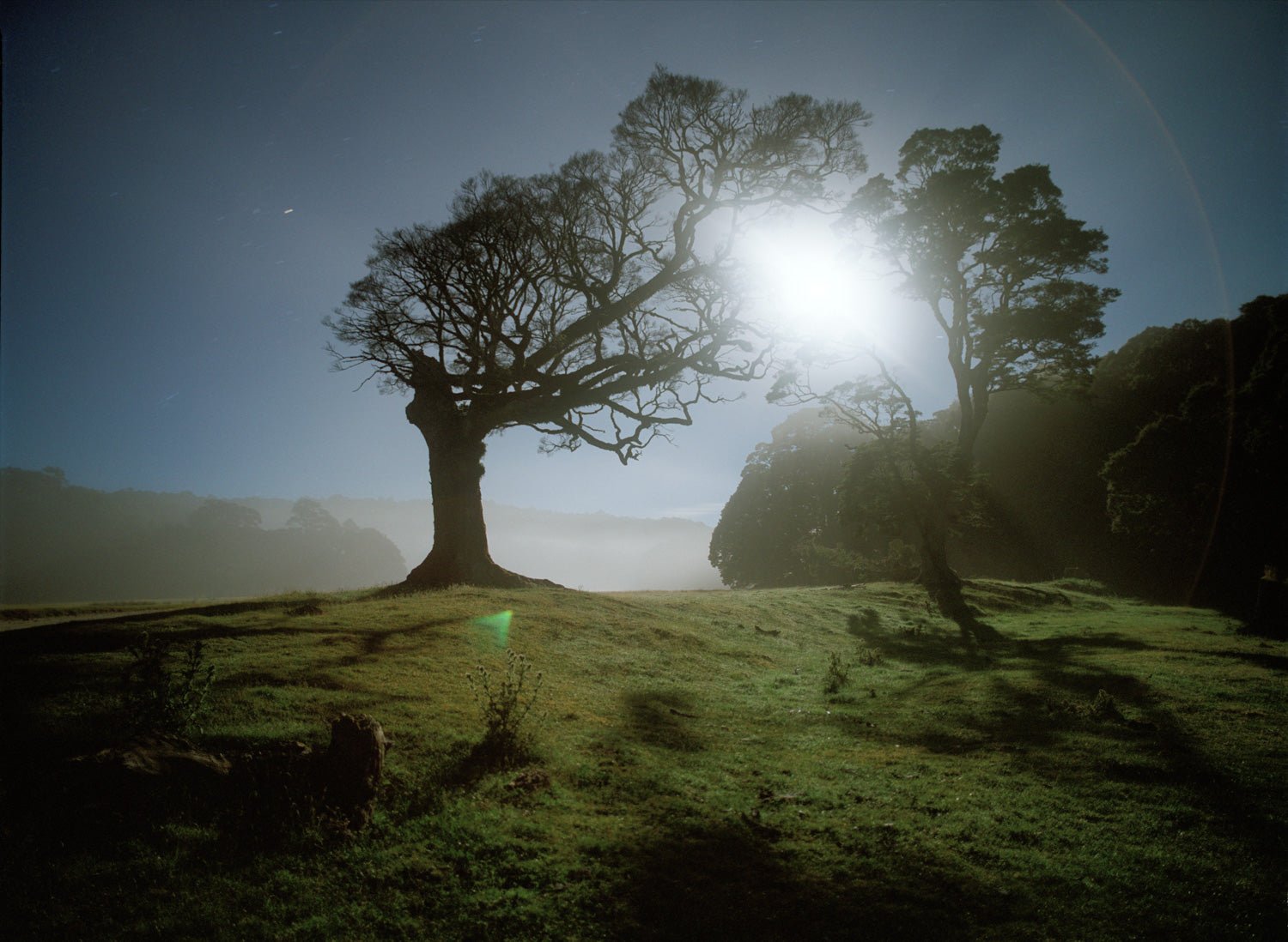 Fine art photography by André Wagner: A broadly branching tree stands left of a strong white light, with darker trees grouped to the right — Shiva Moon I, Neuseeland.