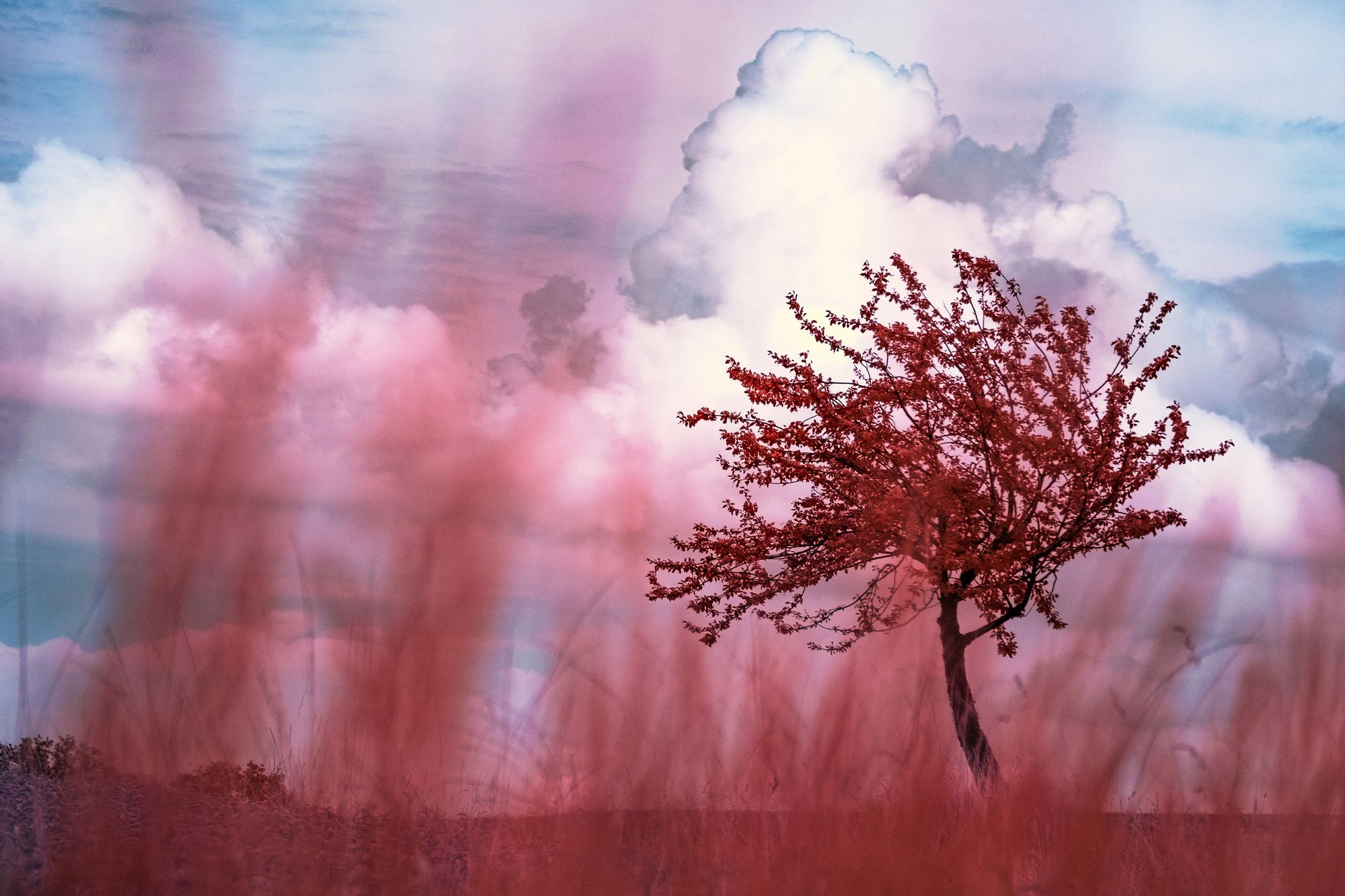Photographie d’art infrarouge d’André Wagner: Silent Guardian by the Roadside.