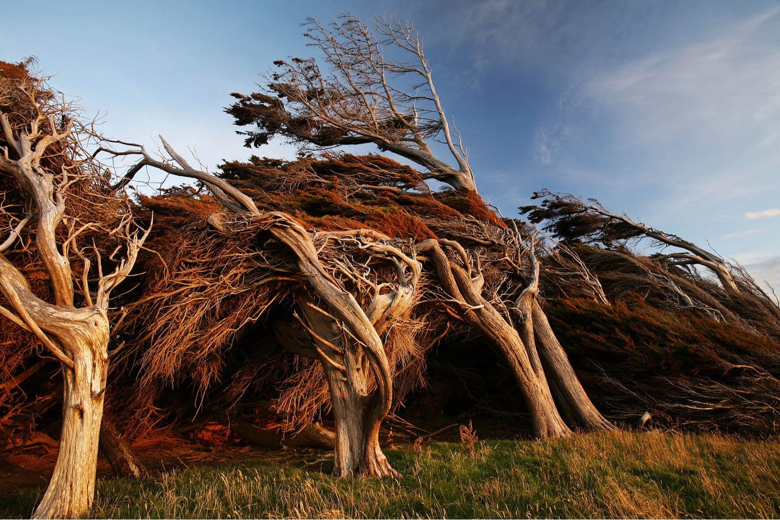 Fine art photography by André Wagner: Several pale trunks lean above grassy ground — Slope point 1, Neuseeland.