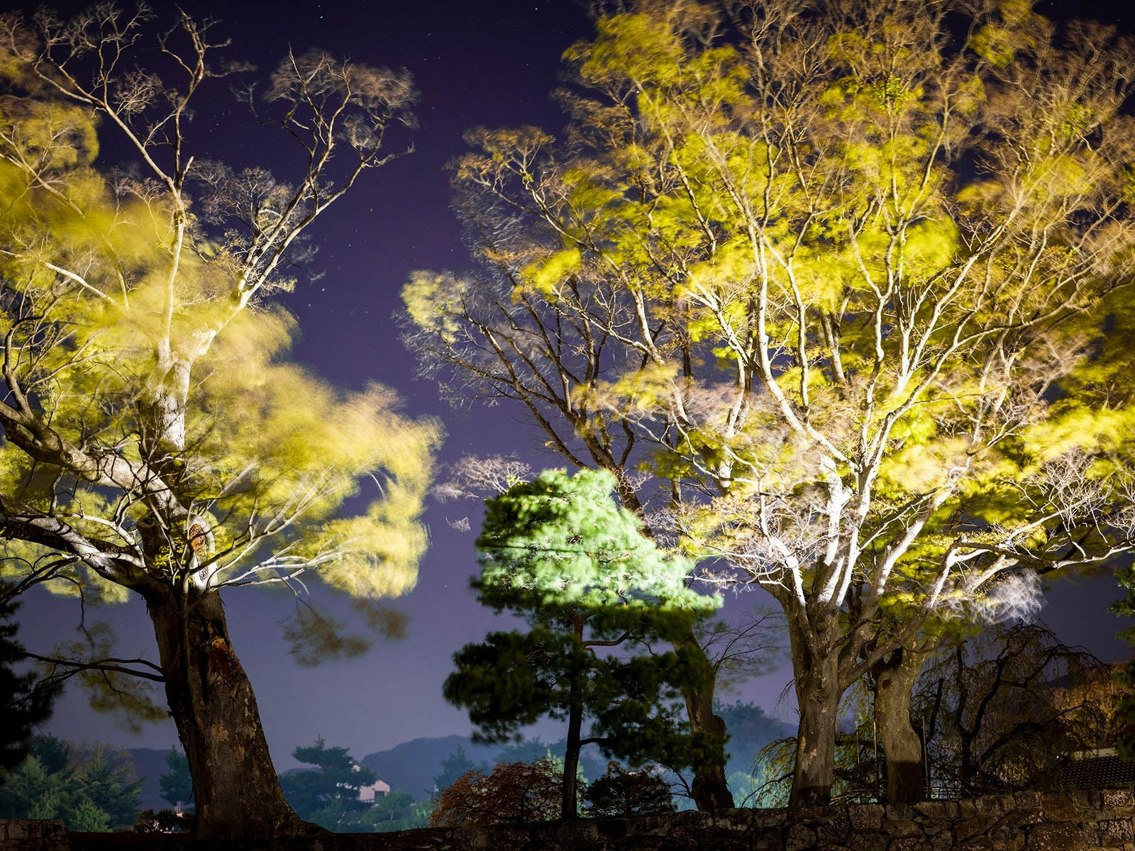 Photographie d’art d’André Wagner: Deux grands arbres aux branches espacées encadrent, au centre, un arbre plus petit et plus dense — The imperial trees, Japan.