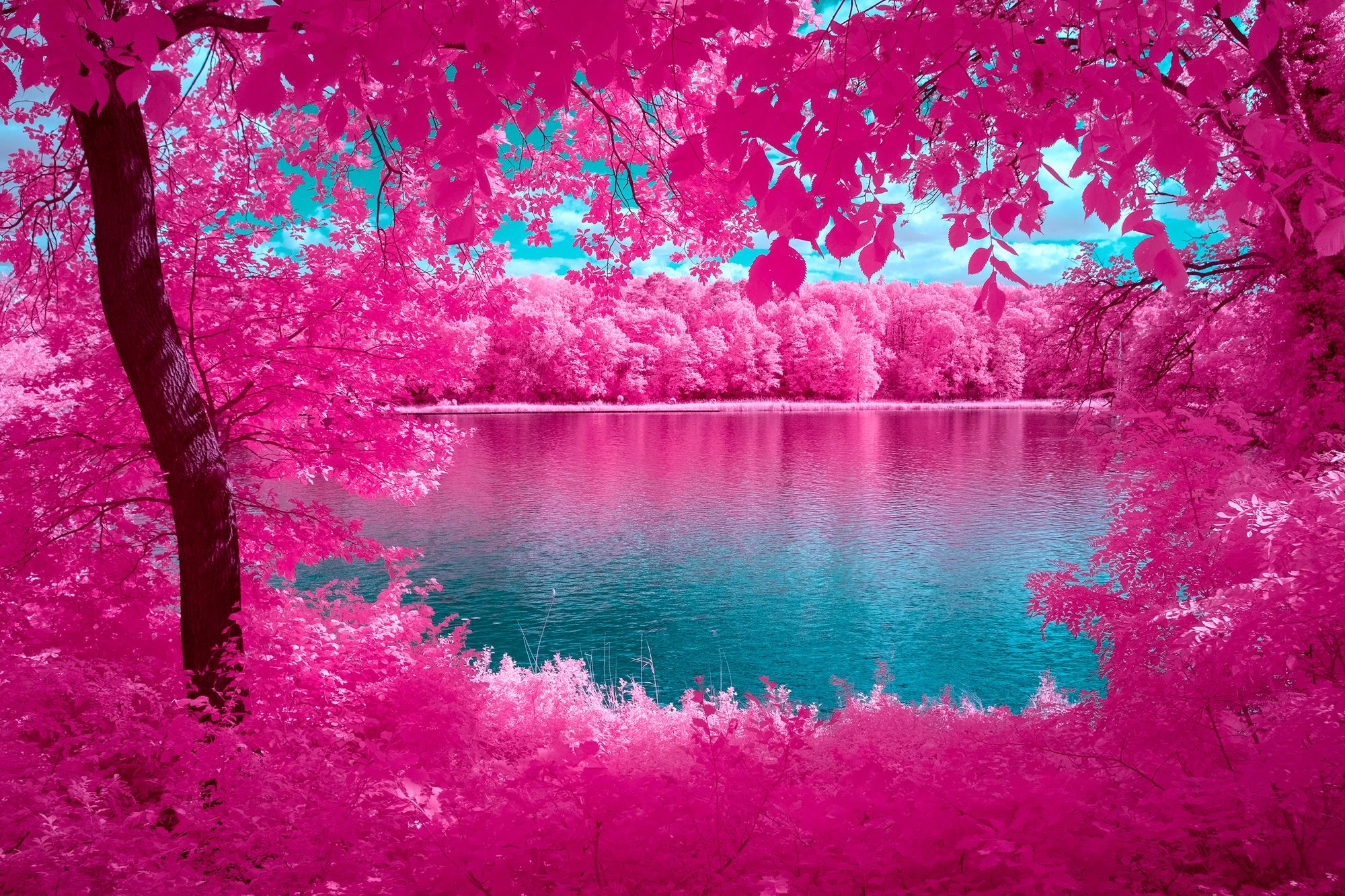 Photographie d&rsquo;art infrarouge d&rsquo;Andr&eacute; Wagner: Un tronc sombre &agrave; gauche et un feuillage dense au bord sup&eacute;rieur encadrent la vue sur l&rsquo;eau &mdash; The Mirror Of Nature.