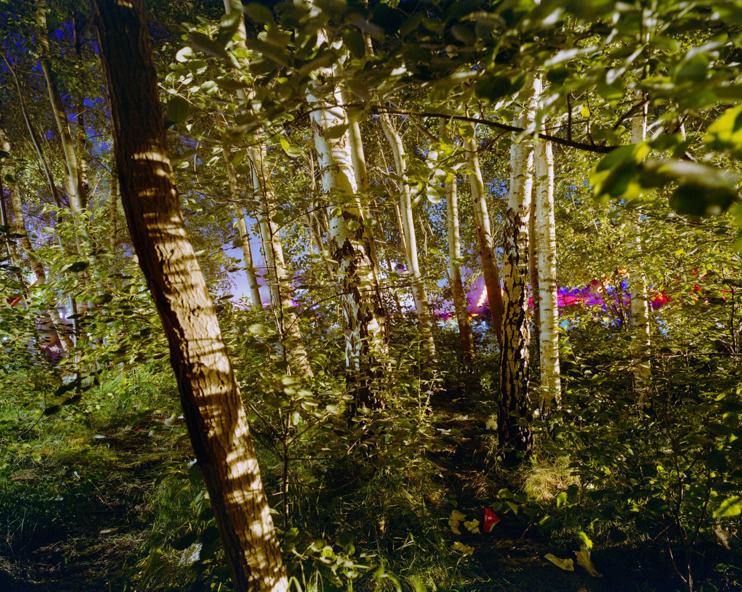 Fine art photography by André Wagner: Slender trunks stand behind dense foreground leaves — Touched By Sound I, Deutschland.