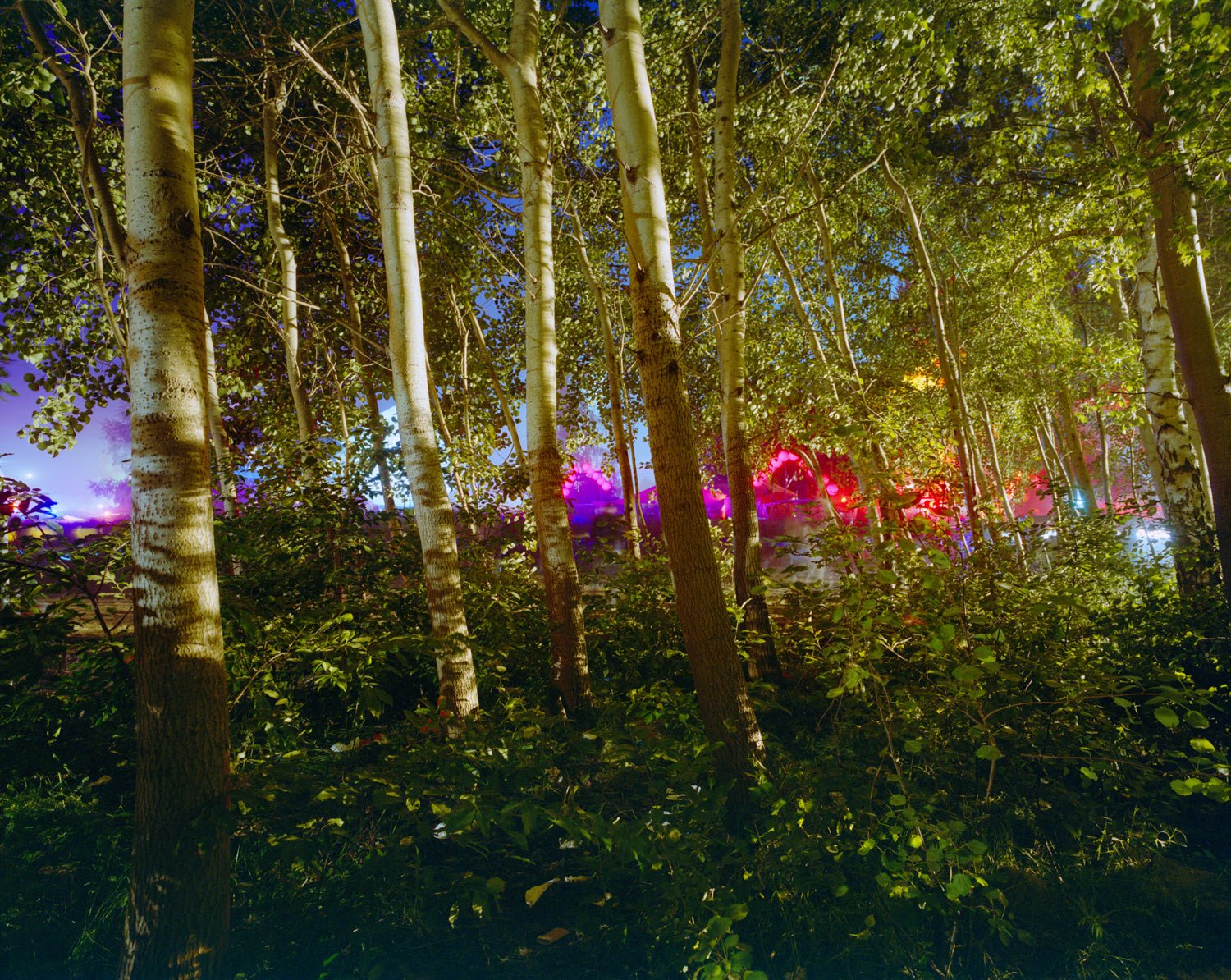 Fotokunst von André Wagner: Eine Reihe heller Stämme steht vor einer weit hinten liegenden Zone roter, blauer und violetter Lichter — Touched By Sound II, Deutschland.