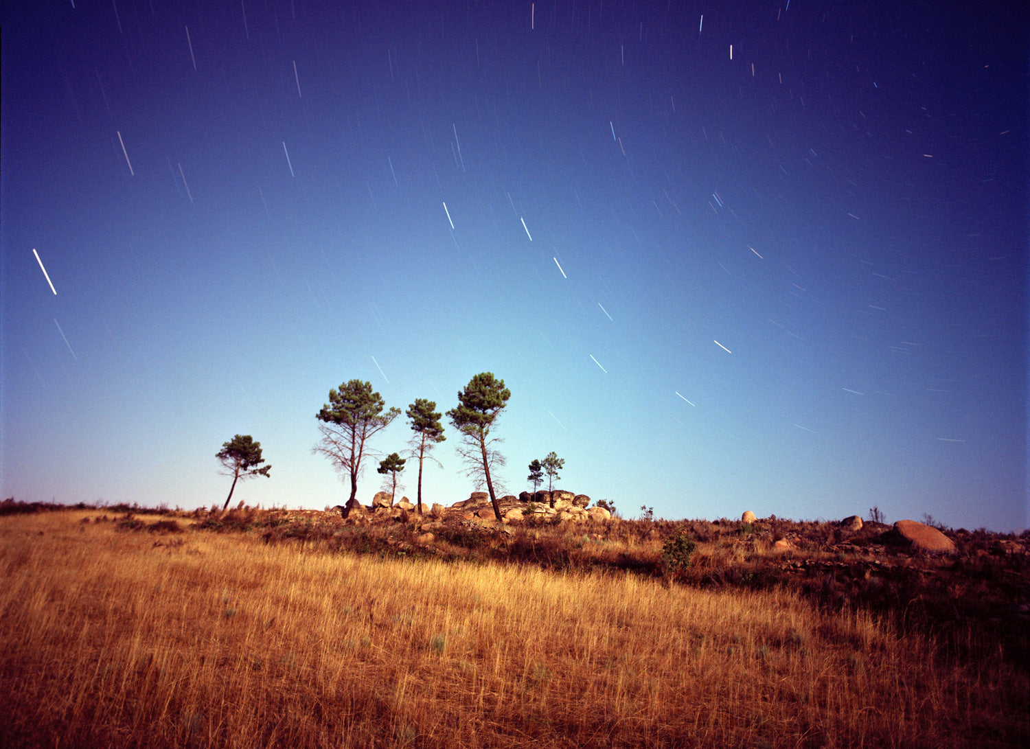 Fine art photography by André Wagner: A small group of trees stands on a low rise above warm brown grass — Touching the Stars.