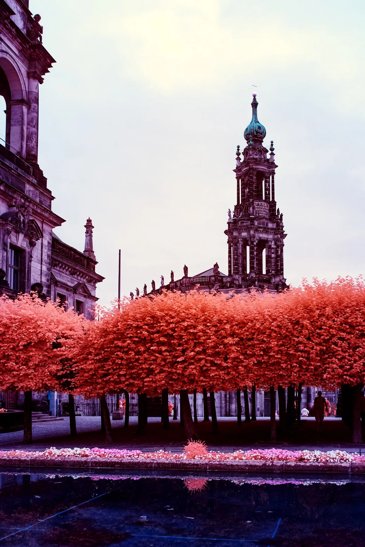 Tour derrière des couronnes d’arbres rouges.