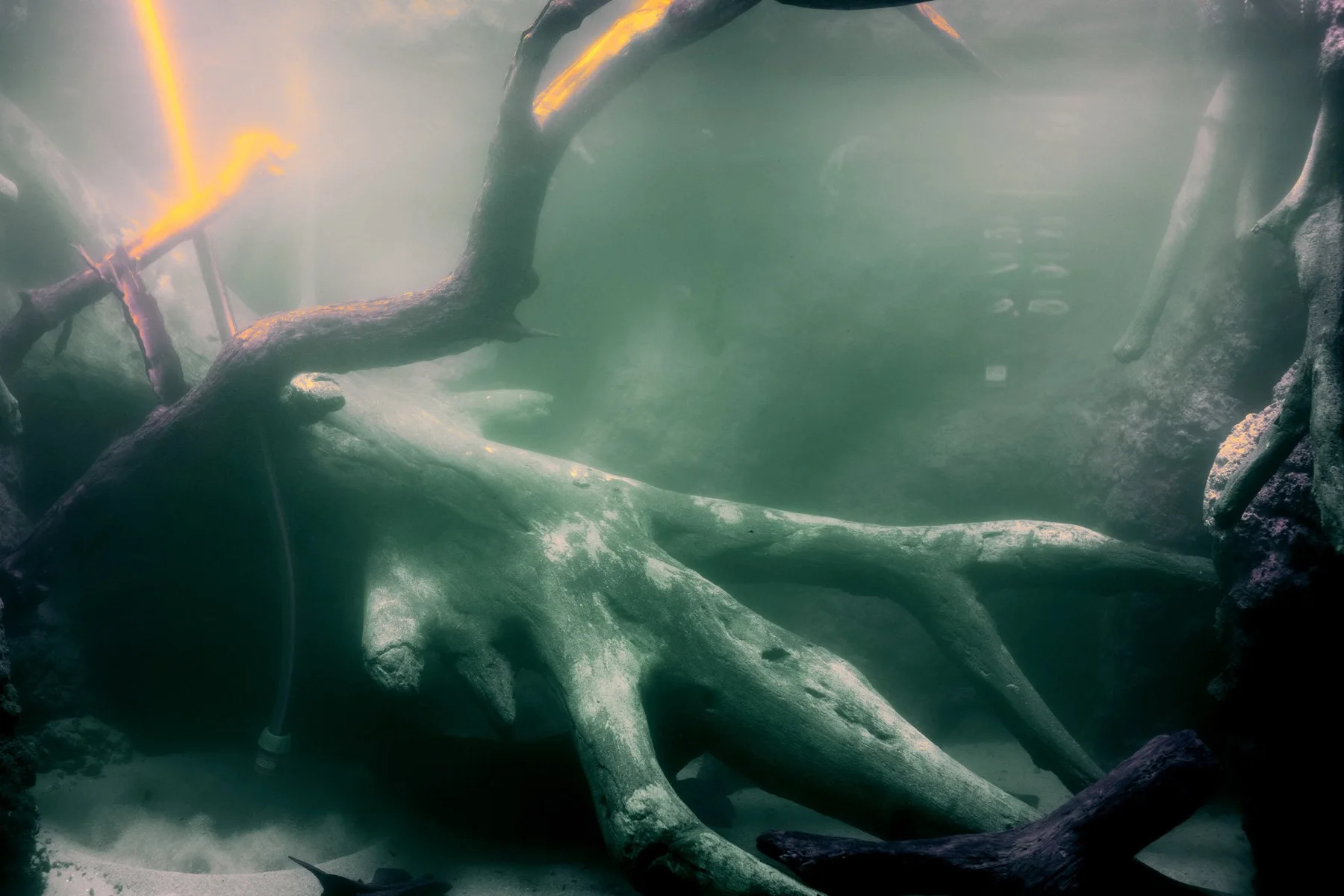 Racines et troncs immergés.