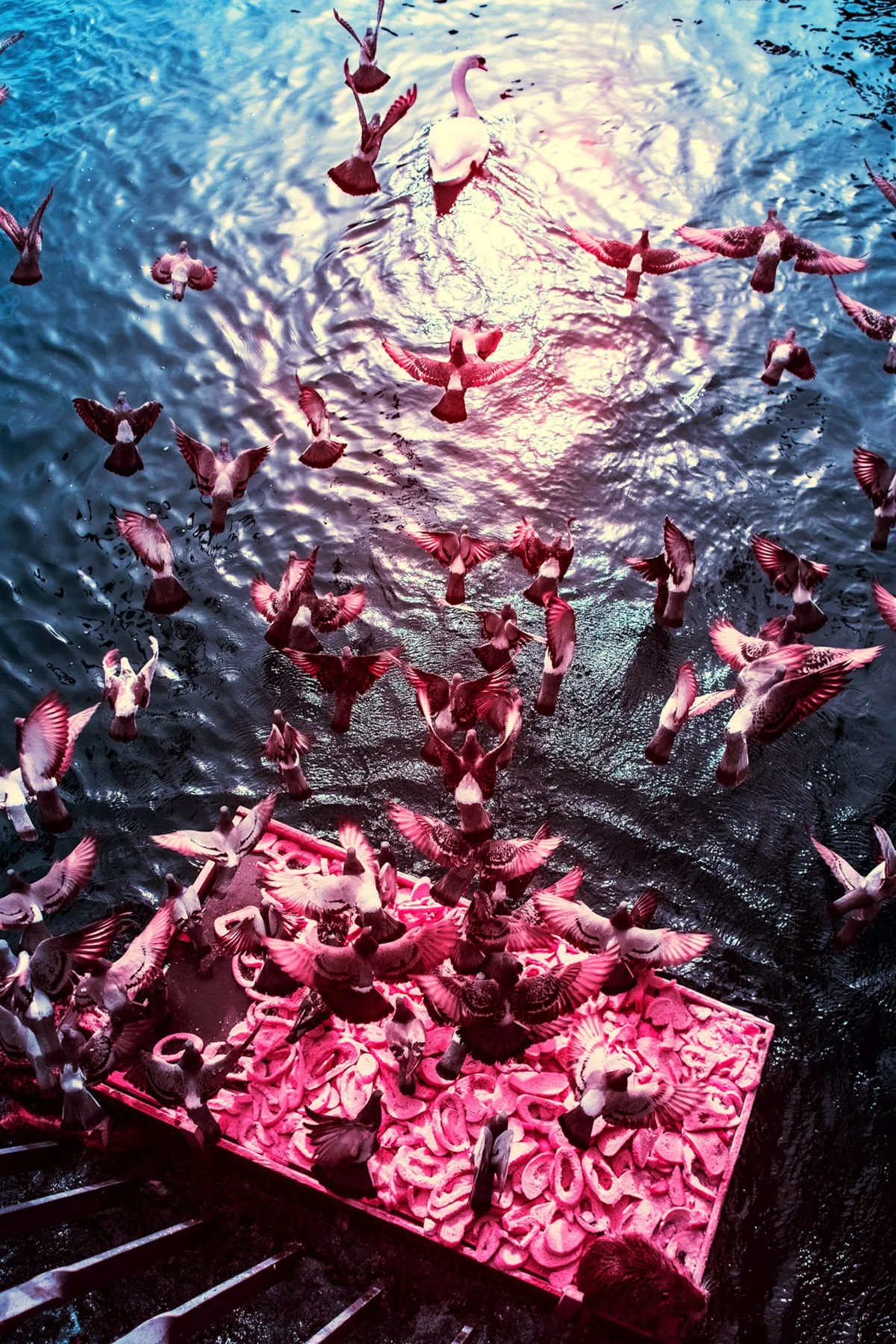 Oiseaux au-dessus d’un bateau sur l’eau.