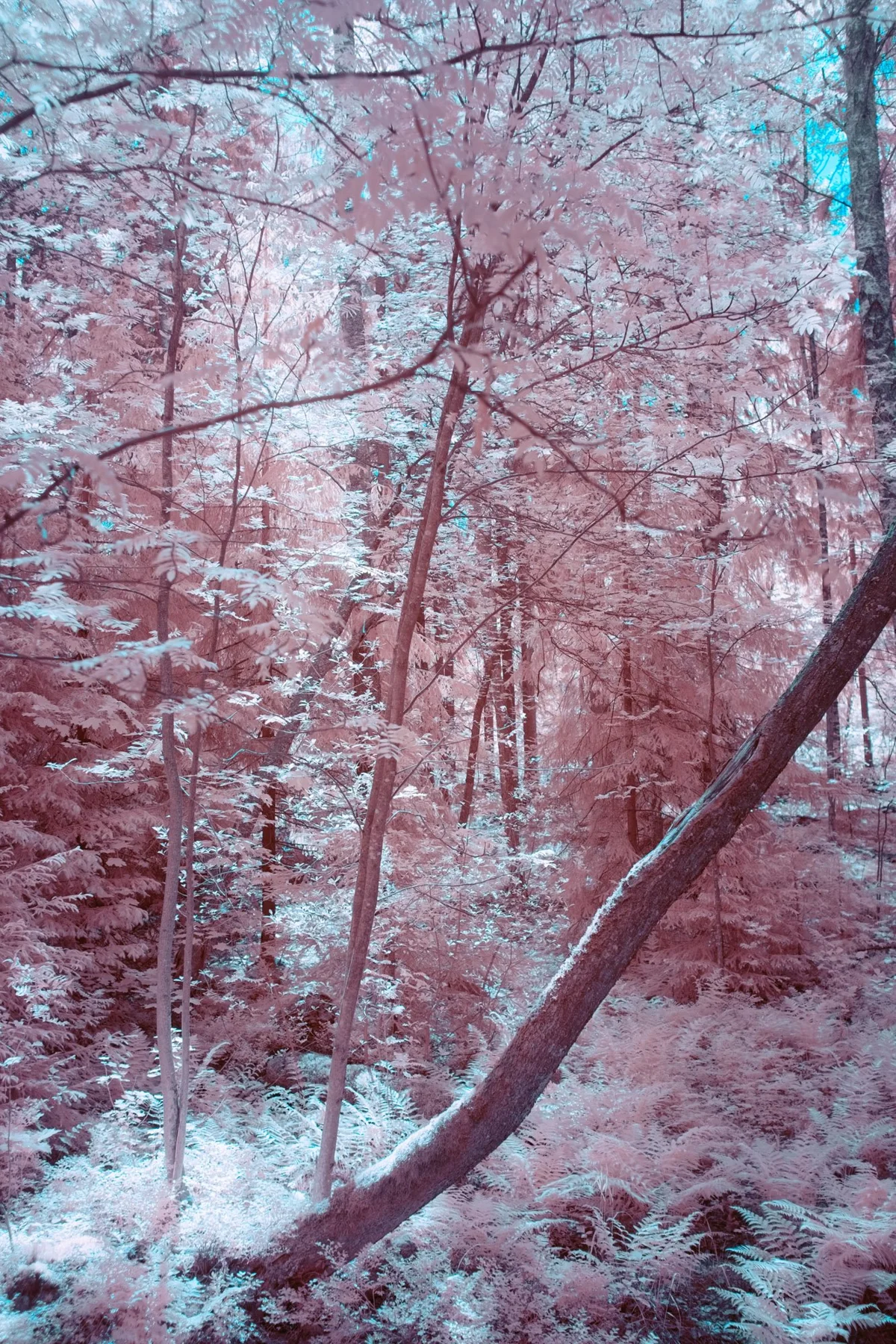 Forêt au feuillage rose.