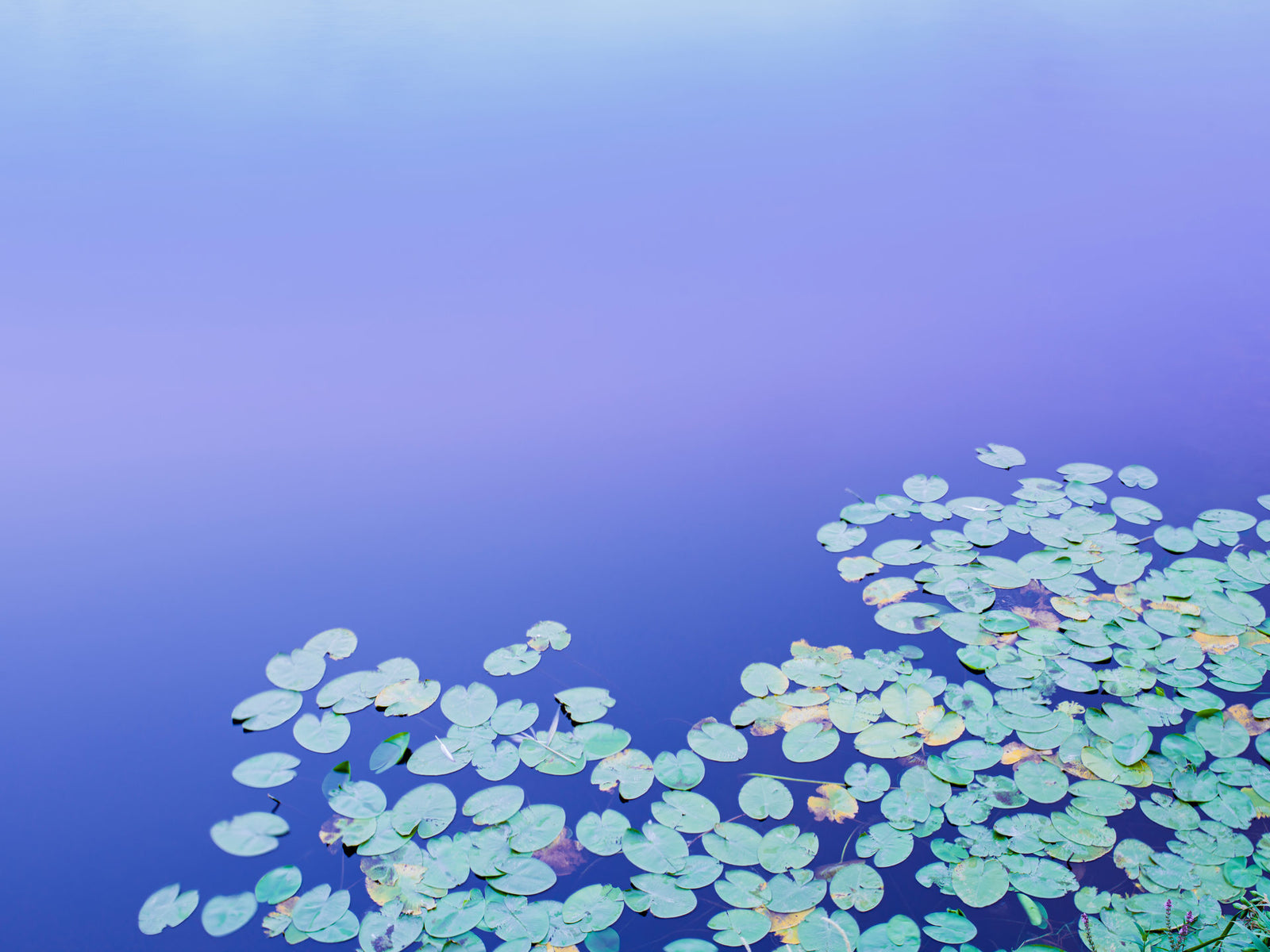 Fine art photography by André Wagner: Pale round leaves gather along the lower and right edges of blue water — Water flowers, Deutschland.