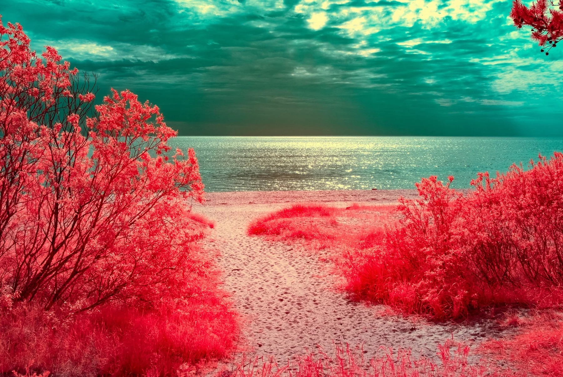 Chemin à travers une végétation rouge vers la mer.