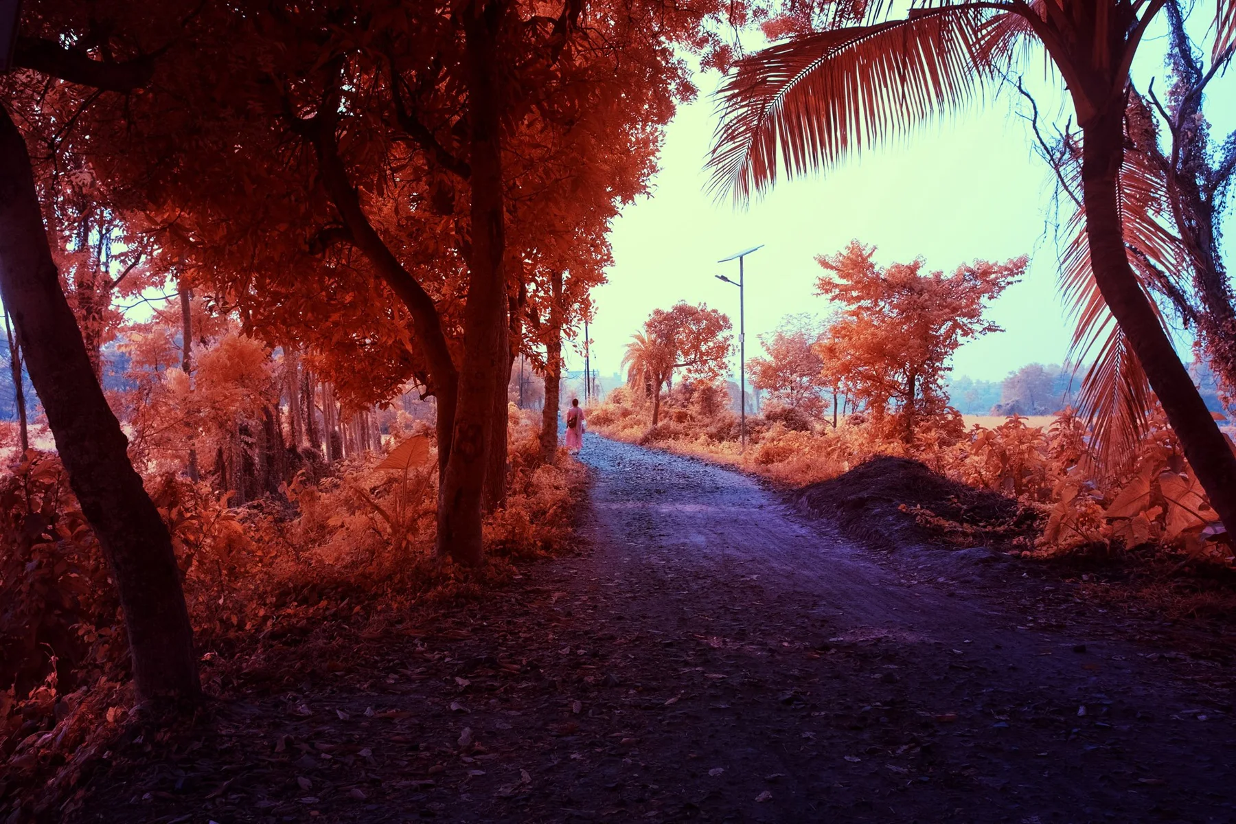Chemin entre des arbres rouges et des palmiers, photographié en infrarouge.