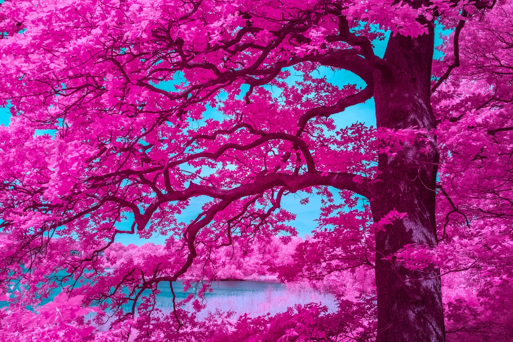 Couronne d’arbre rose largement ramifiée.