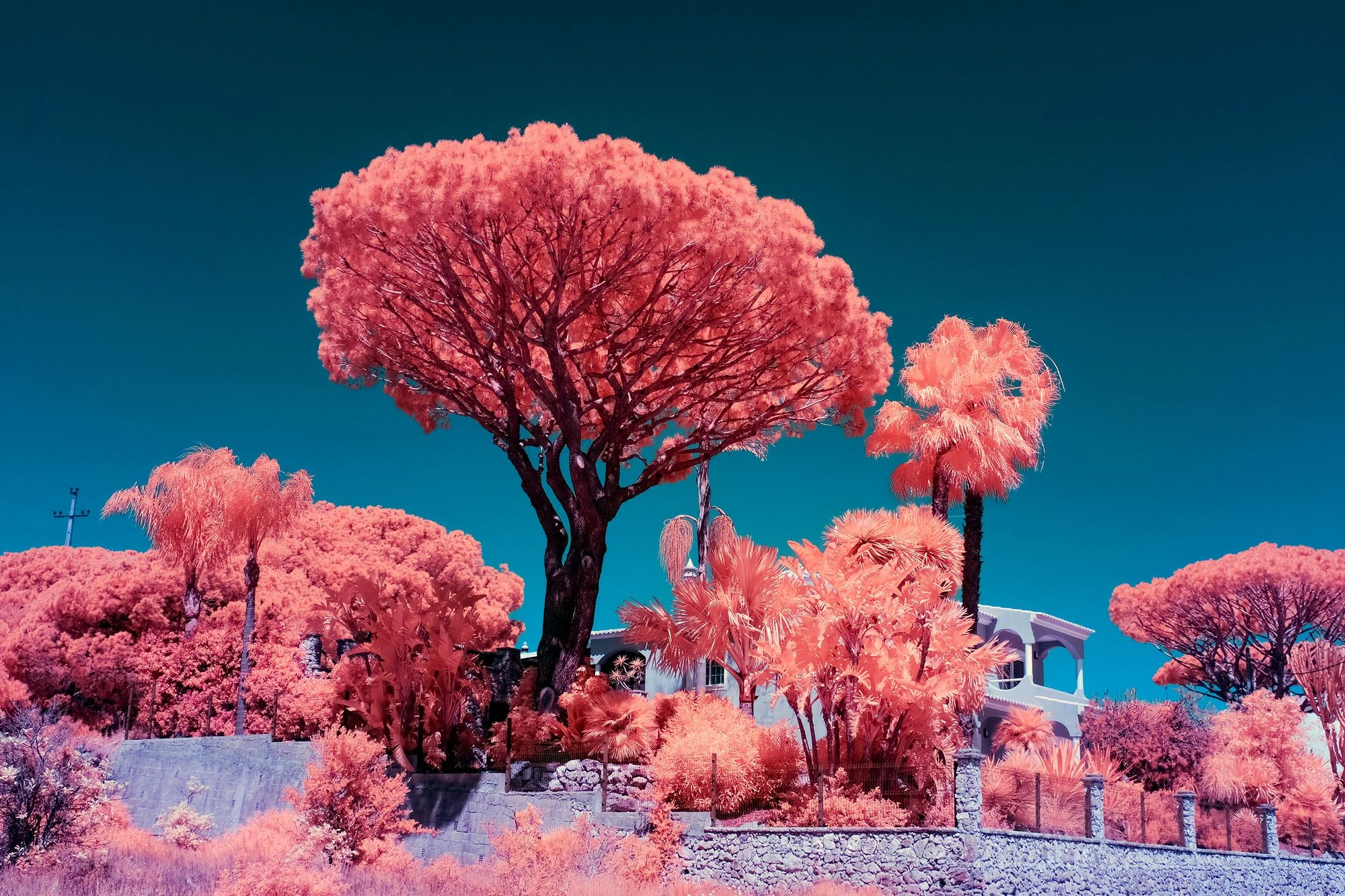 Infrared fine art photography by Andr&eacute; Wagner: A broad umbrella-shaped crown stands against a deep-blue, almost cloudless sky &mdash; Where the Light Keeps Secrets.