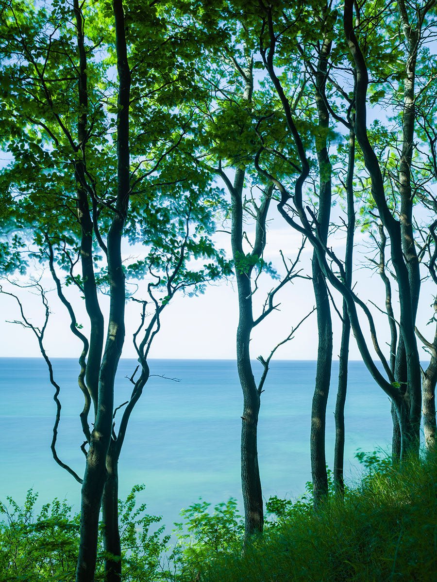 Fine art photography by André Wagner: Slender branching trees stand on a green bank — Whispering trees by the sea, Deutschland.