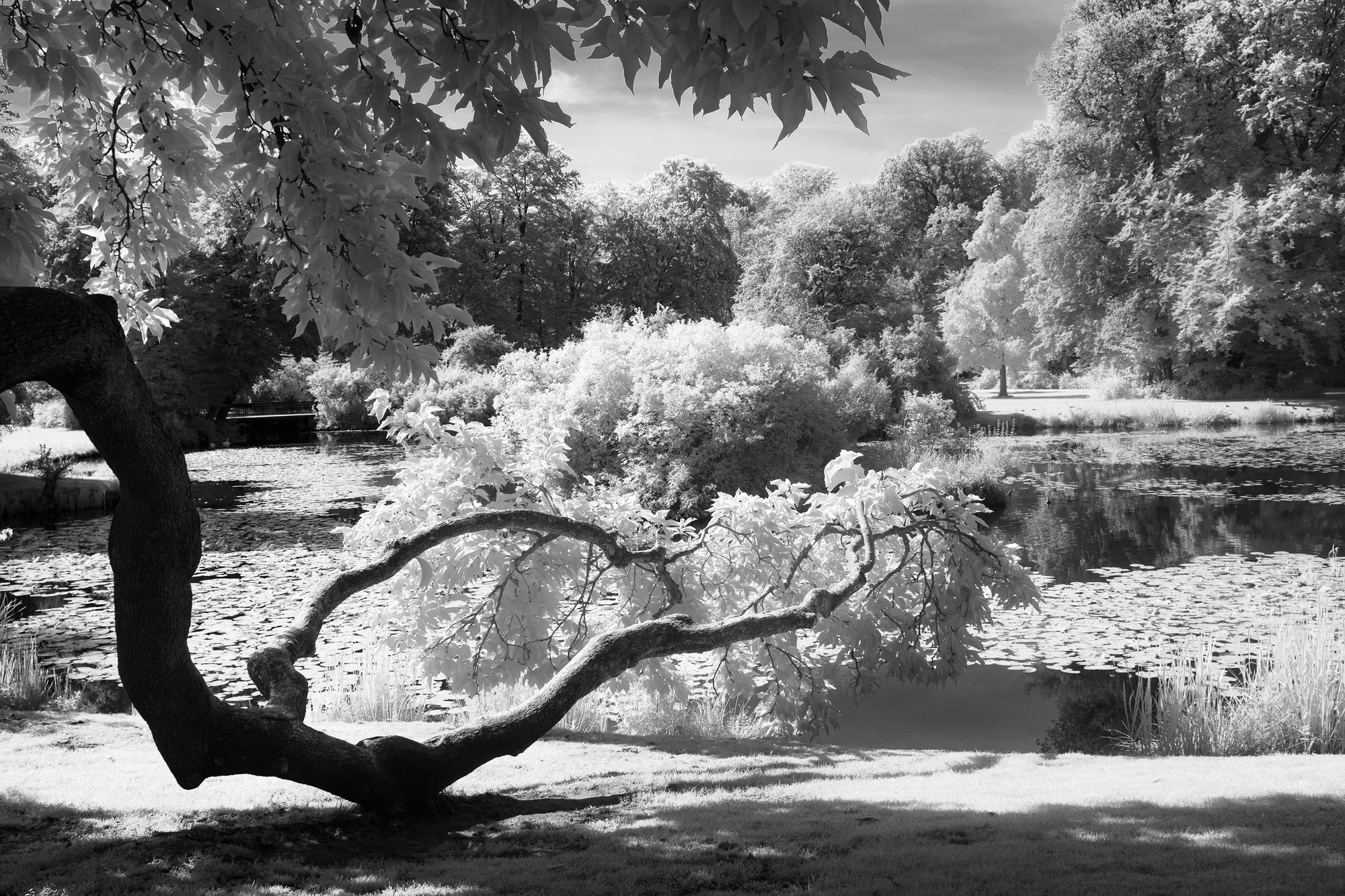 Photographie d’art infrarouge d’André Wagner: Un tronc sombre se courbe profondément au-dessus du sol au premier plan et se divise en deux branches largement déployées — Whispers of Light – Pückler Park, Bad Muskau.