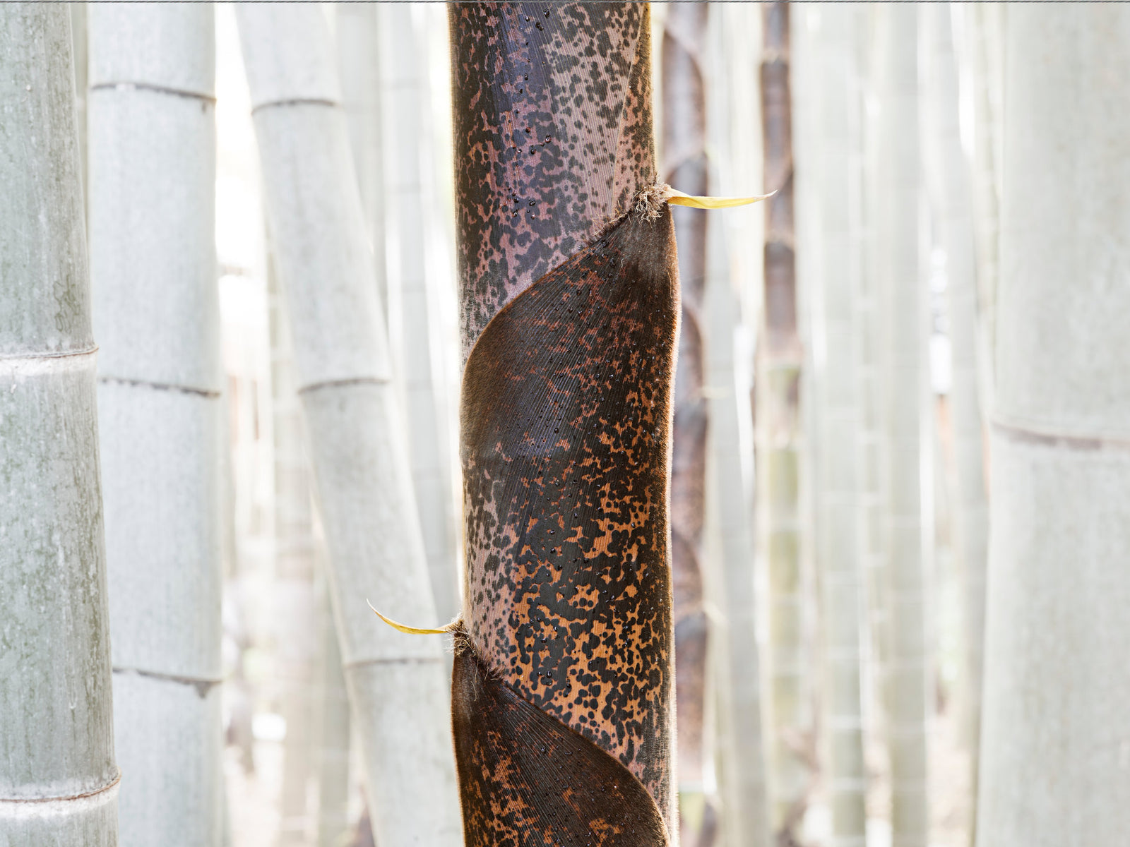 Photographie d’art d’André Wagner: Une tige sombre mouchetée de brun se tient au premier plan devant un groupe de bambous presque blancs — White Bamboo 2, Japan.