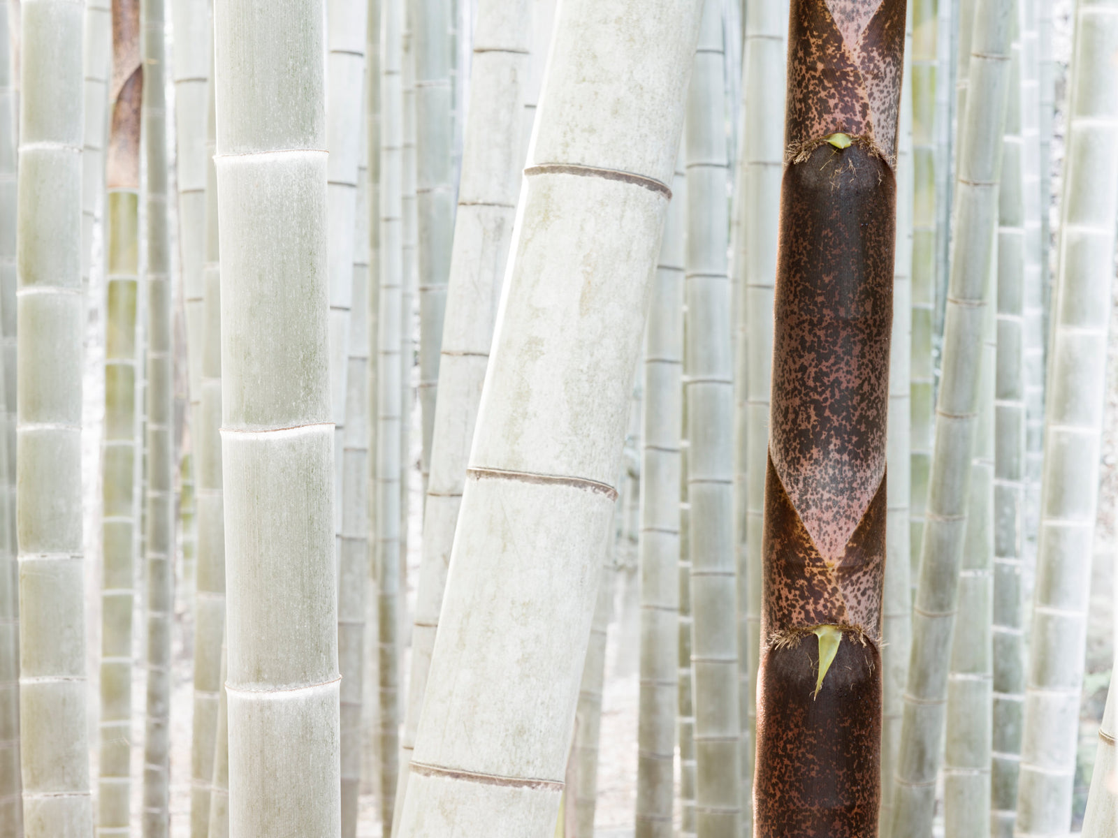 Photographie d’art d’André Wagner: Une tige de bambou sombre et tachetée se dresse entre des voisines très claires — White Bamboo 4, Japan.