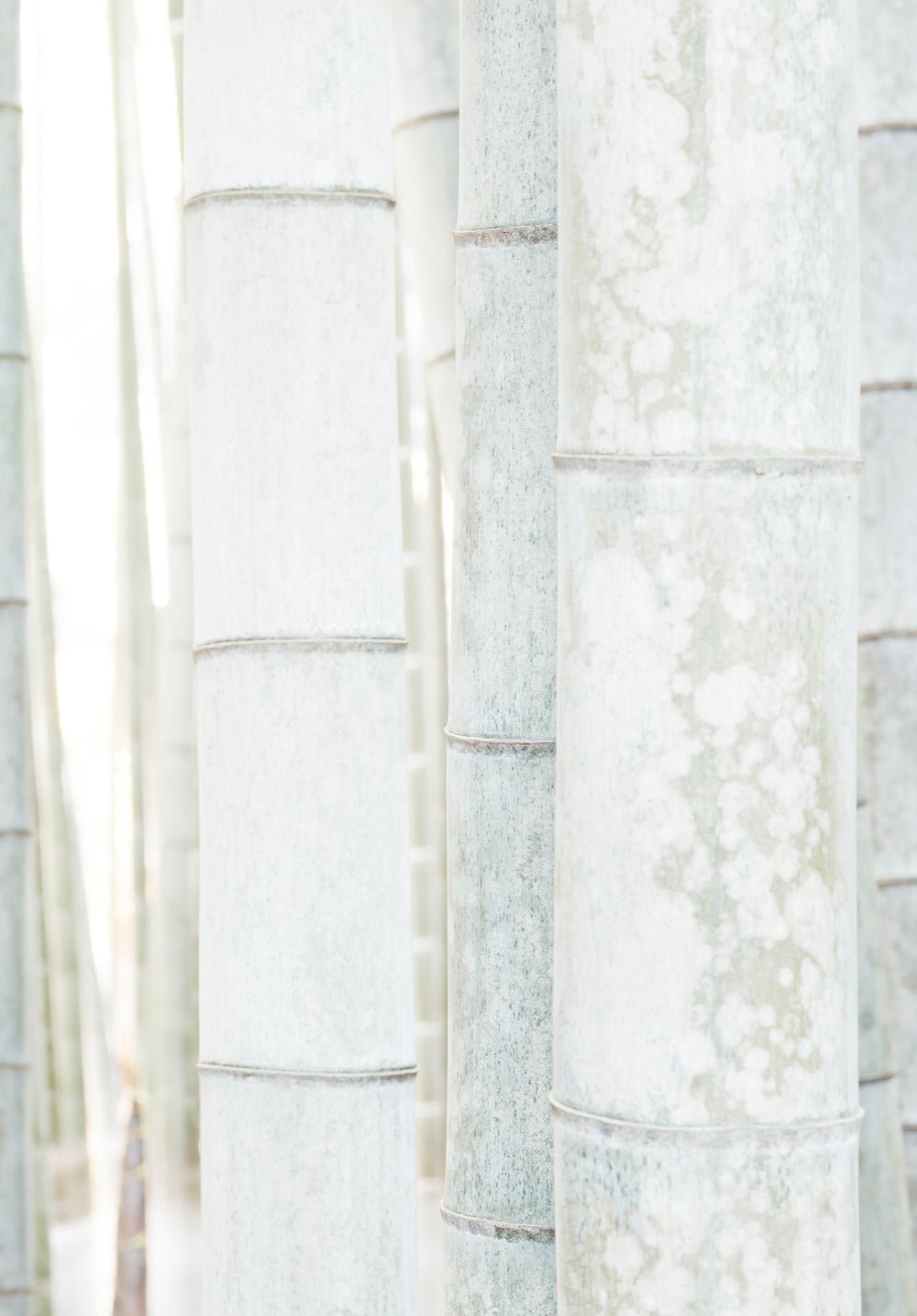 Photographie d’art d’André Wagner: White bamboo 6, Japan.
