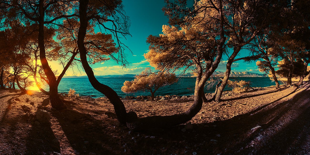 Infrared fine art photography by André Wagner: Bent trunks stand along a rocky coast — Windflüchter and der adria 3, Kroatien.