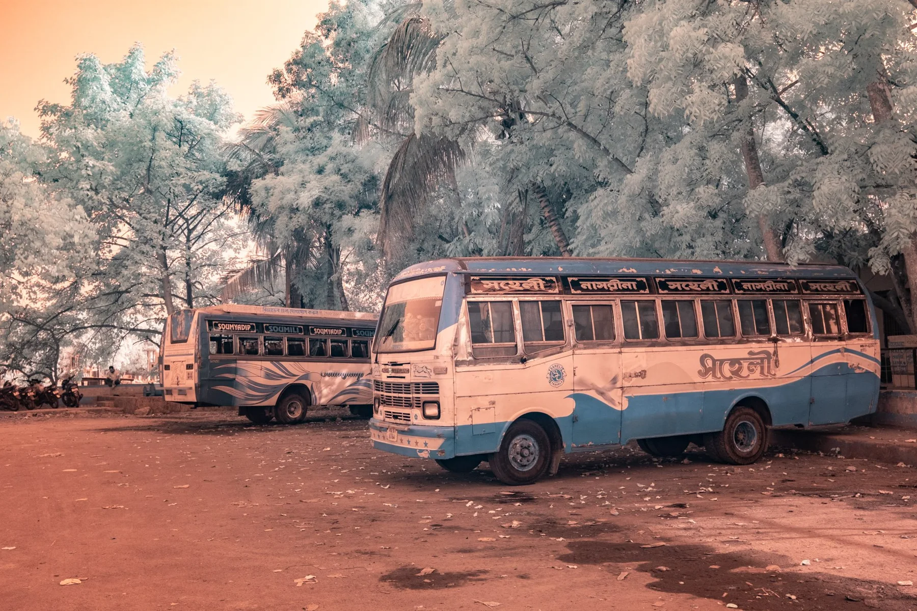 Deux bus garés sous des arbres.