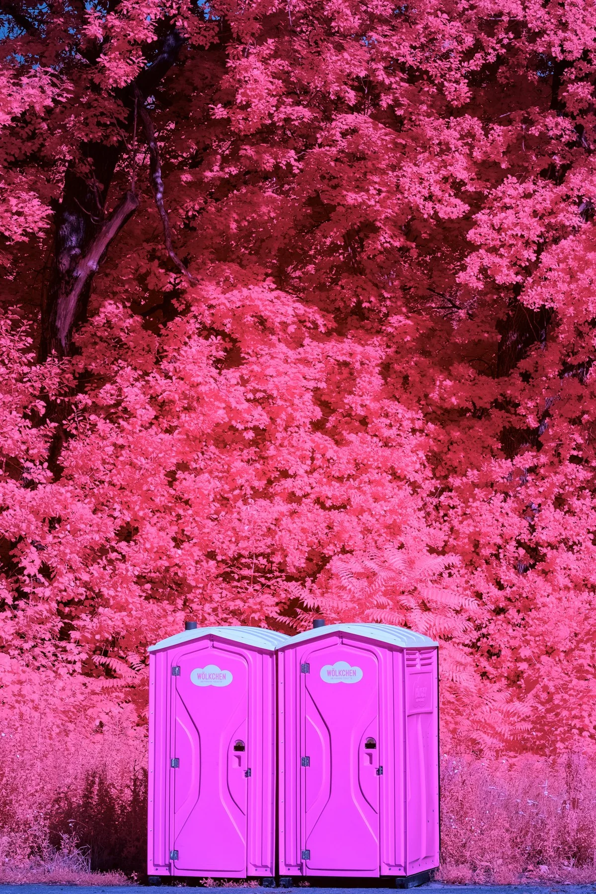 Deux toilettes mobiles devant une forêt rose.