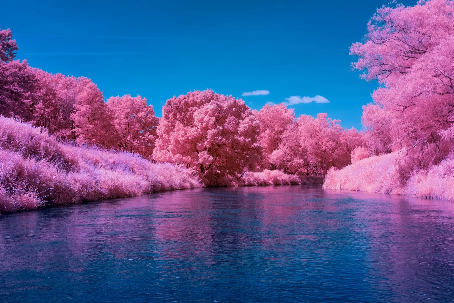 Fluss zwischen pinkfarbenen Bäumen.