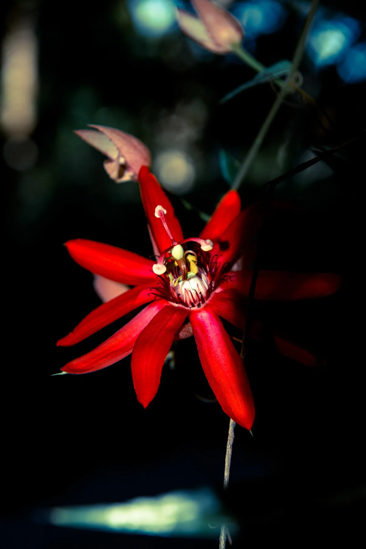 Fleur rouge aux étamines claires sur fond sombre.