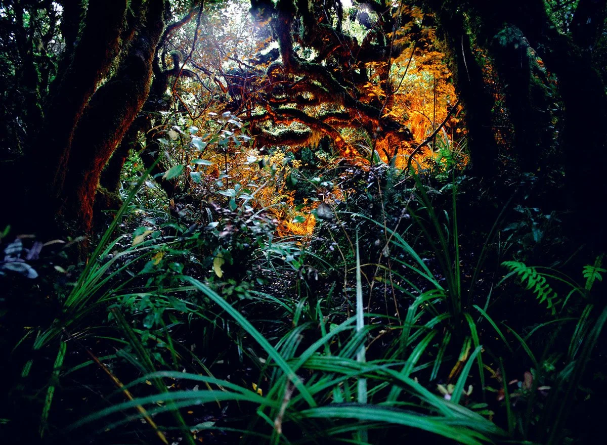 Densely overgrown jungle path with green foliage and shrubs in the background, sunlight through the canopy