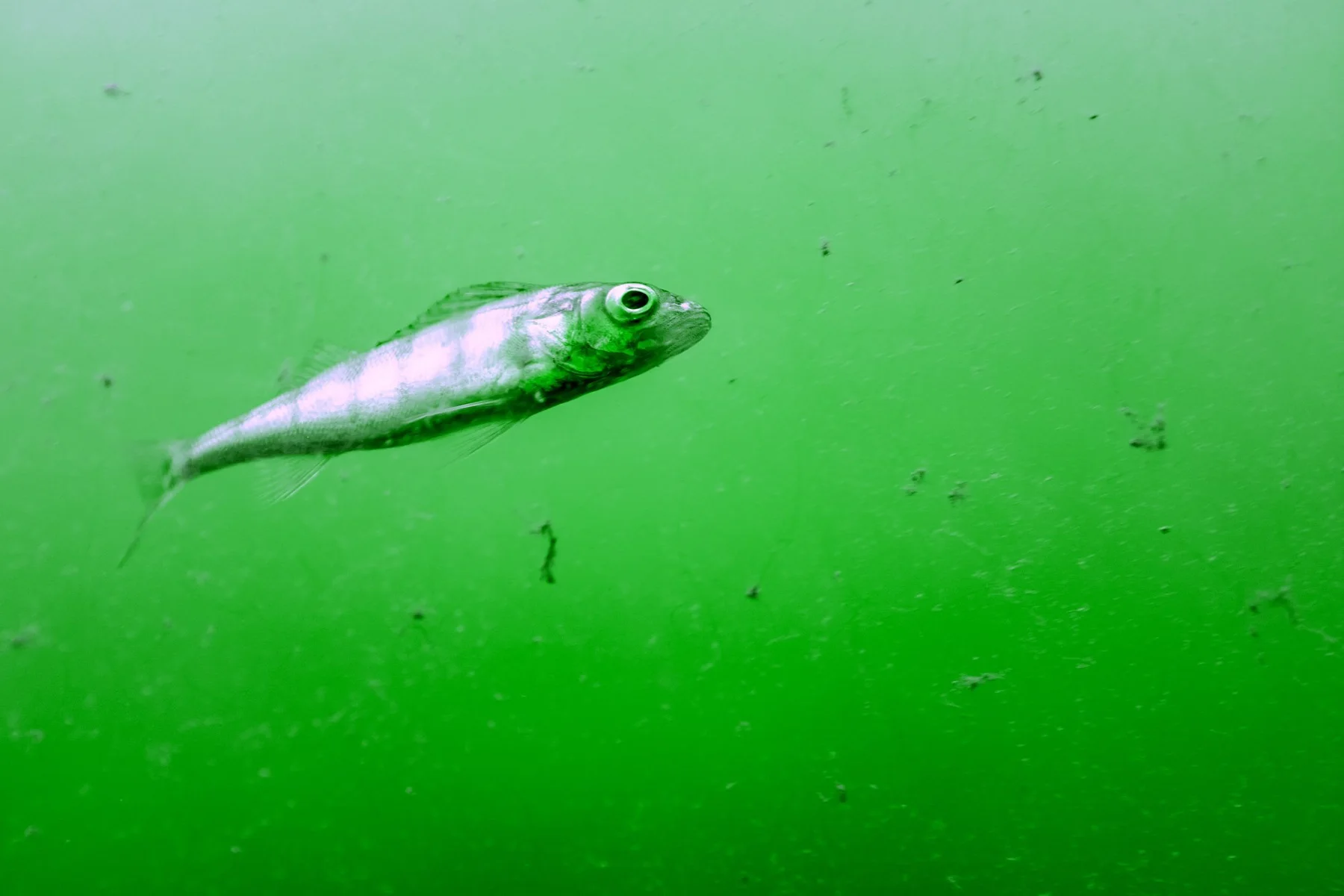 A single fish in green water.