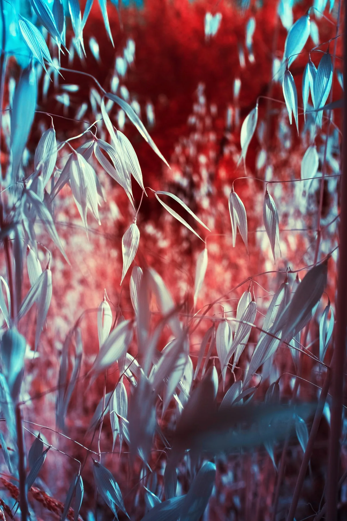 Fuzzy plants in red, white and turquoise shades.