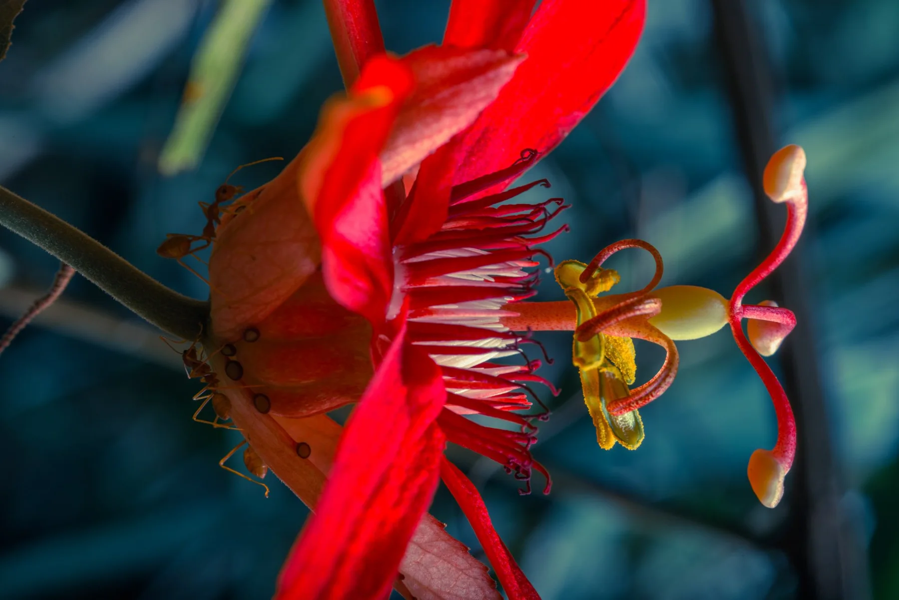 Gros plan latéral d’une fleur rouge aux longues étamines.