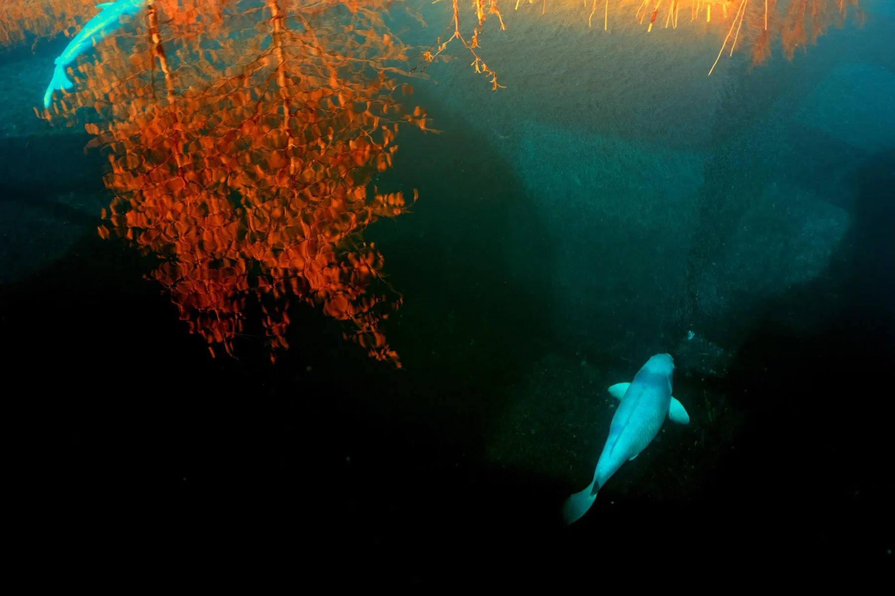 Heller Fisch in dunklem Wasser neben orangefarbenen Wasserpflanzen.