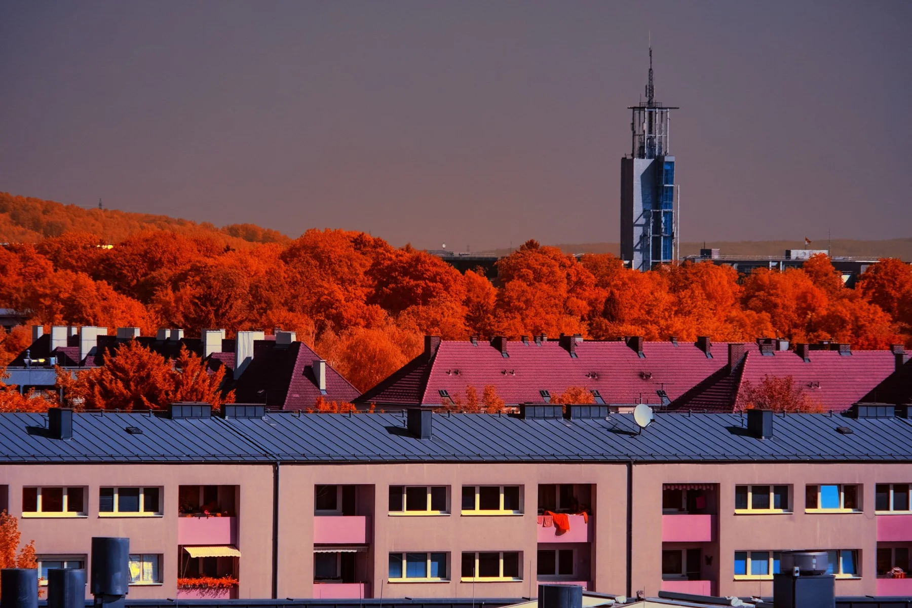 Houses in front of orange forest and a tower.