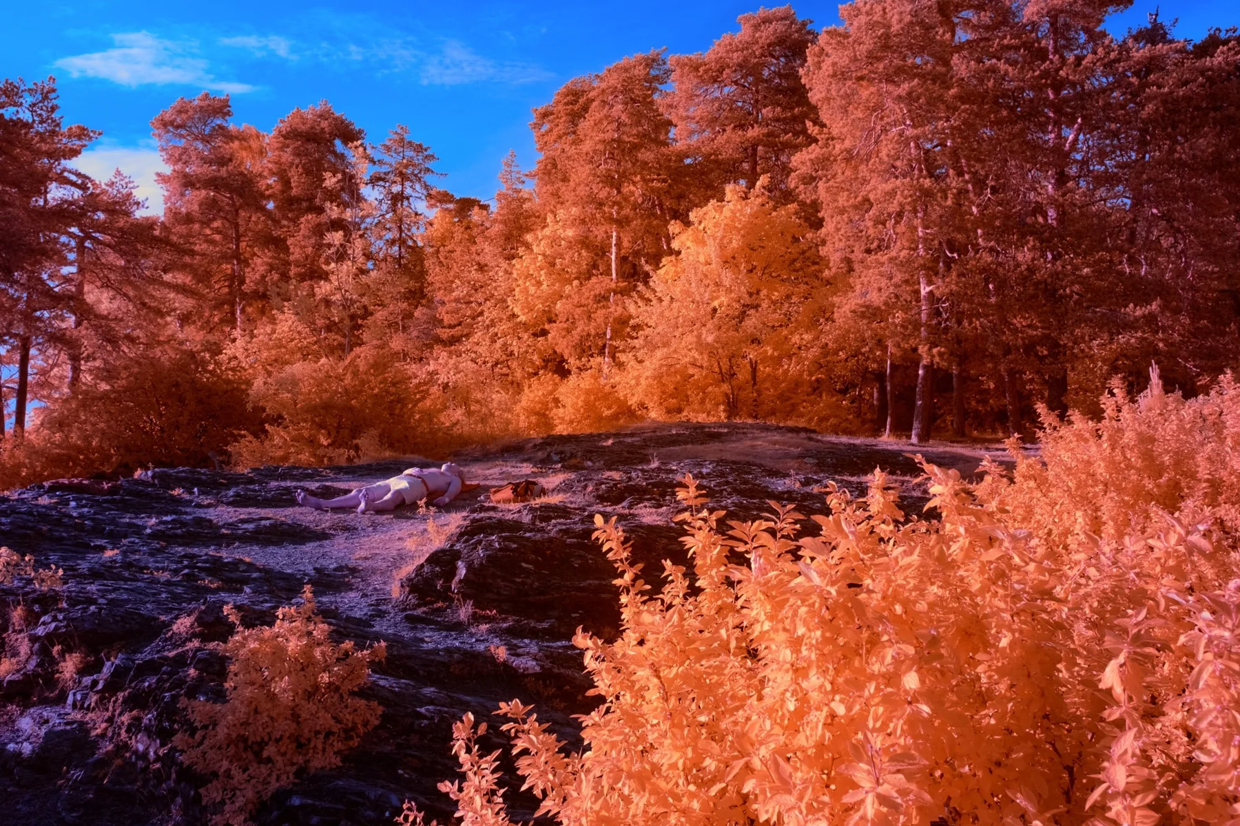 Rocky landscape with orange forest.