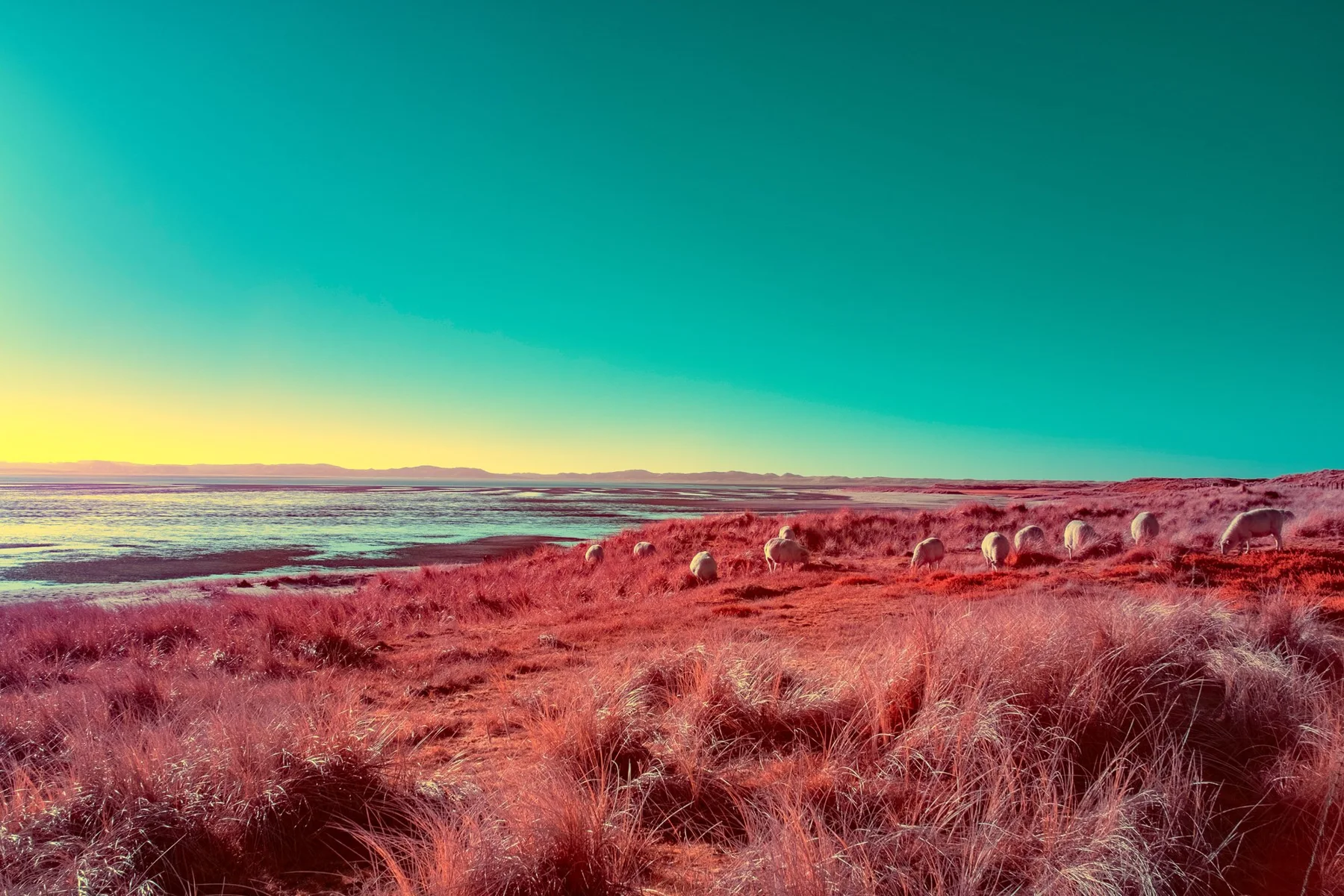 Wide dune landscape with red grass on the sea.