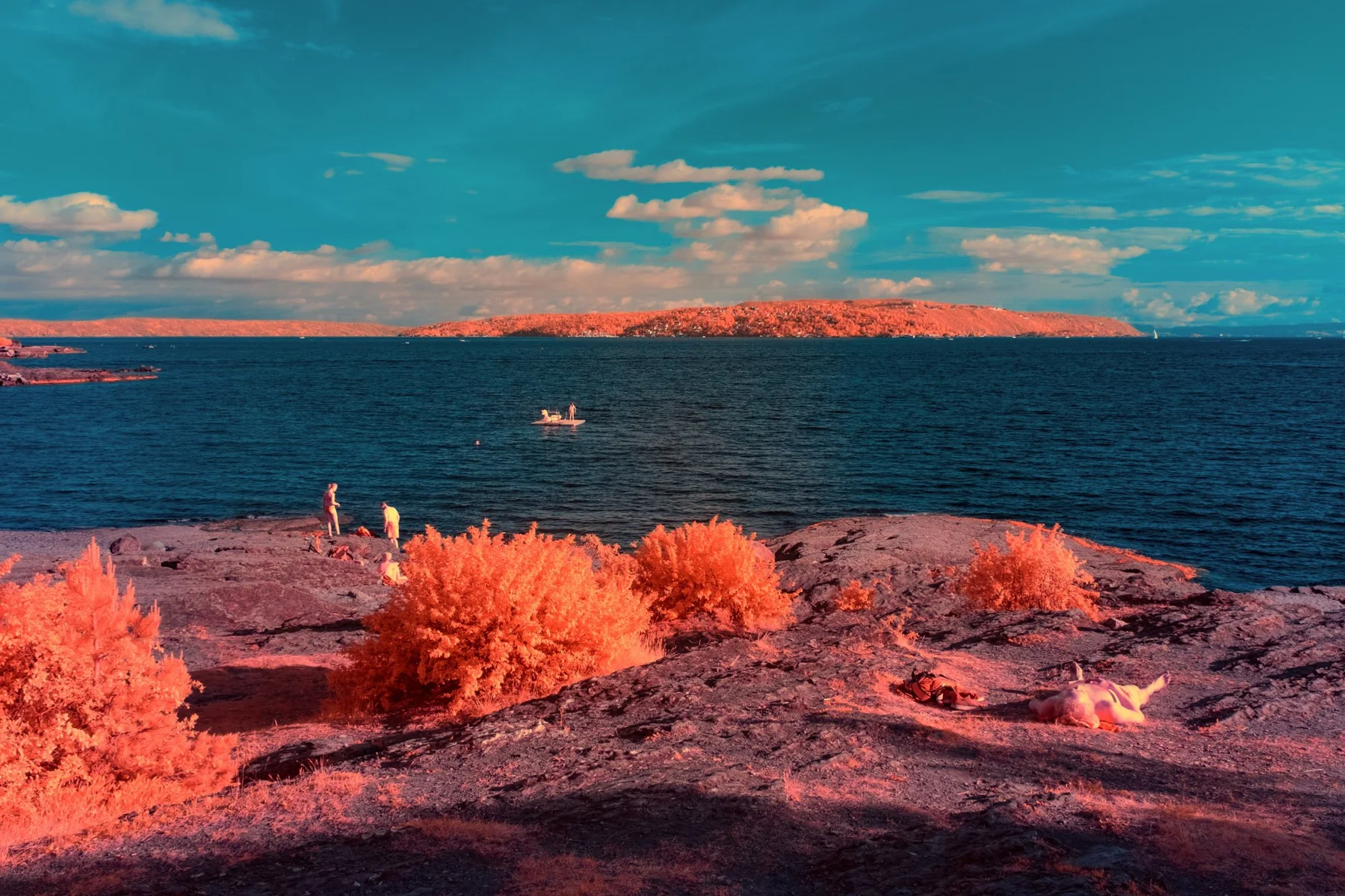 Rocky shore with orange bushes in front of the sea.
