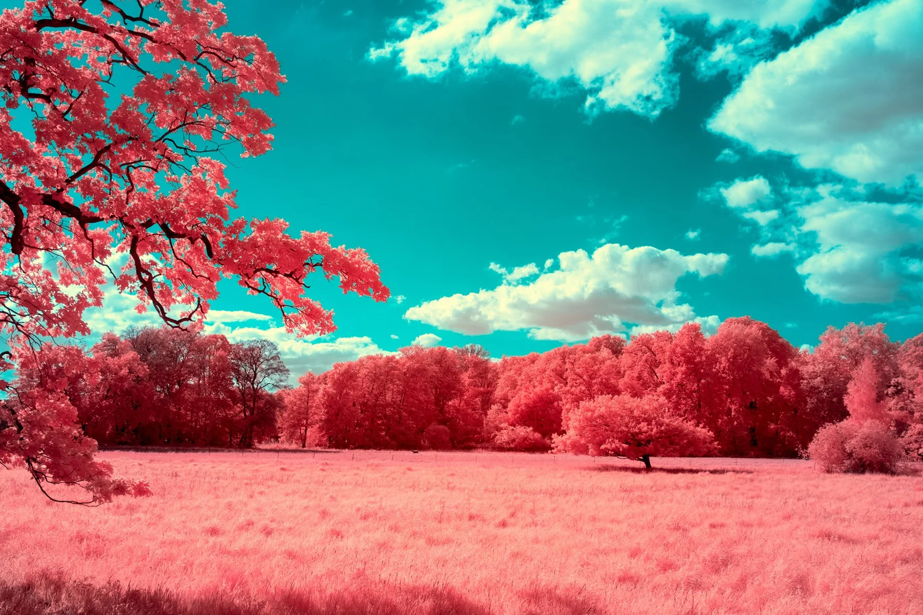 Rot gefärbtes Feld unter freiem Himmel.