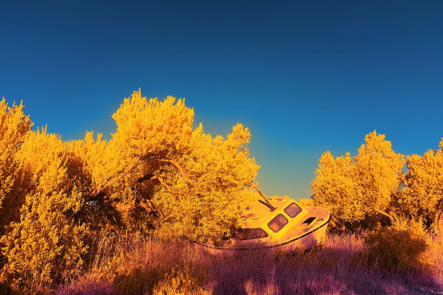 Small boat cabin in a landscape with golden yellow vegetation.
