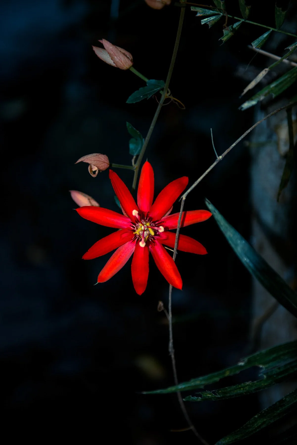 Une fleur rouge isolée sur une tige fine devant une végétation sombre.