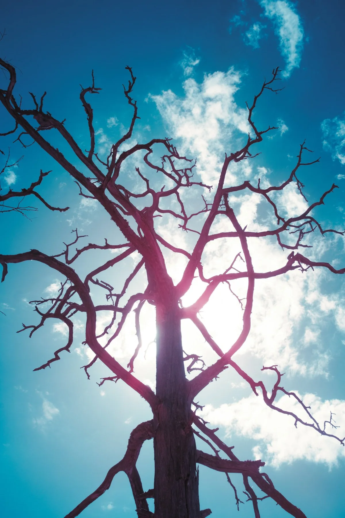 Bare branches against clouds and turquoise sky.
