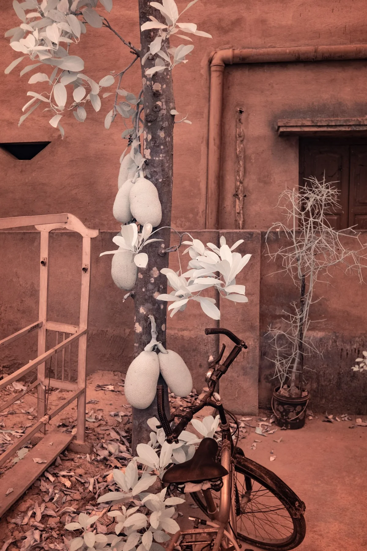 Plant with elongated fruit next to a parked bicycle.