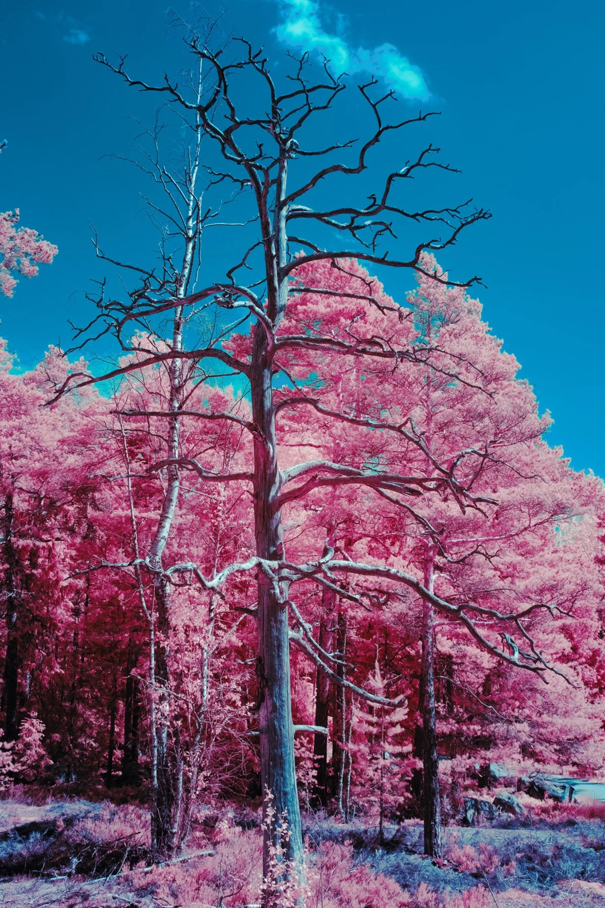 Kahler Baum vor pinkfarbenem Wald.