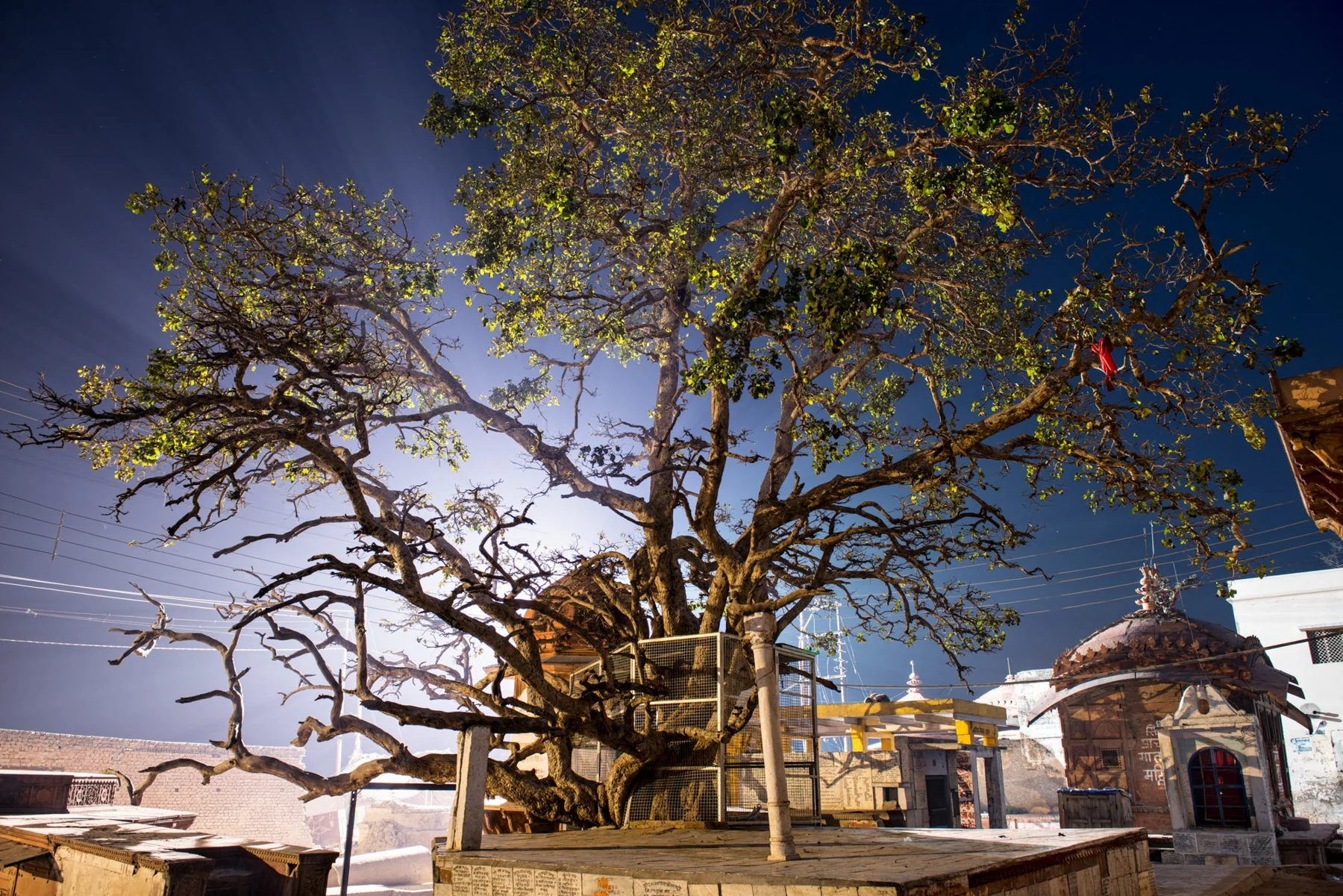 Grand arbre ramifié sur une plateforme surélevée devant des bâtiments clairs.