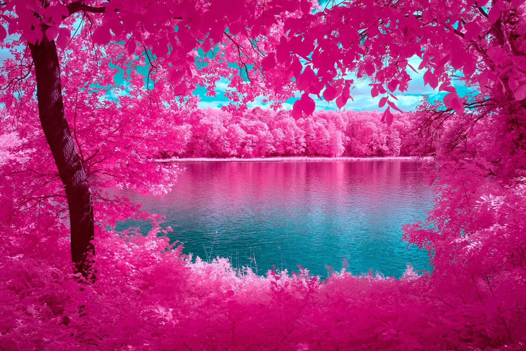 Lake shore with pink vegetation.