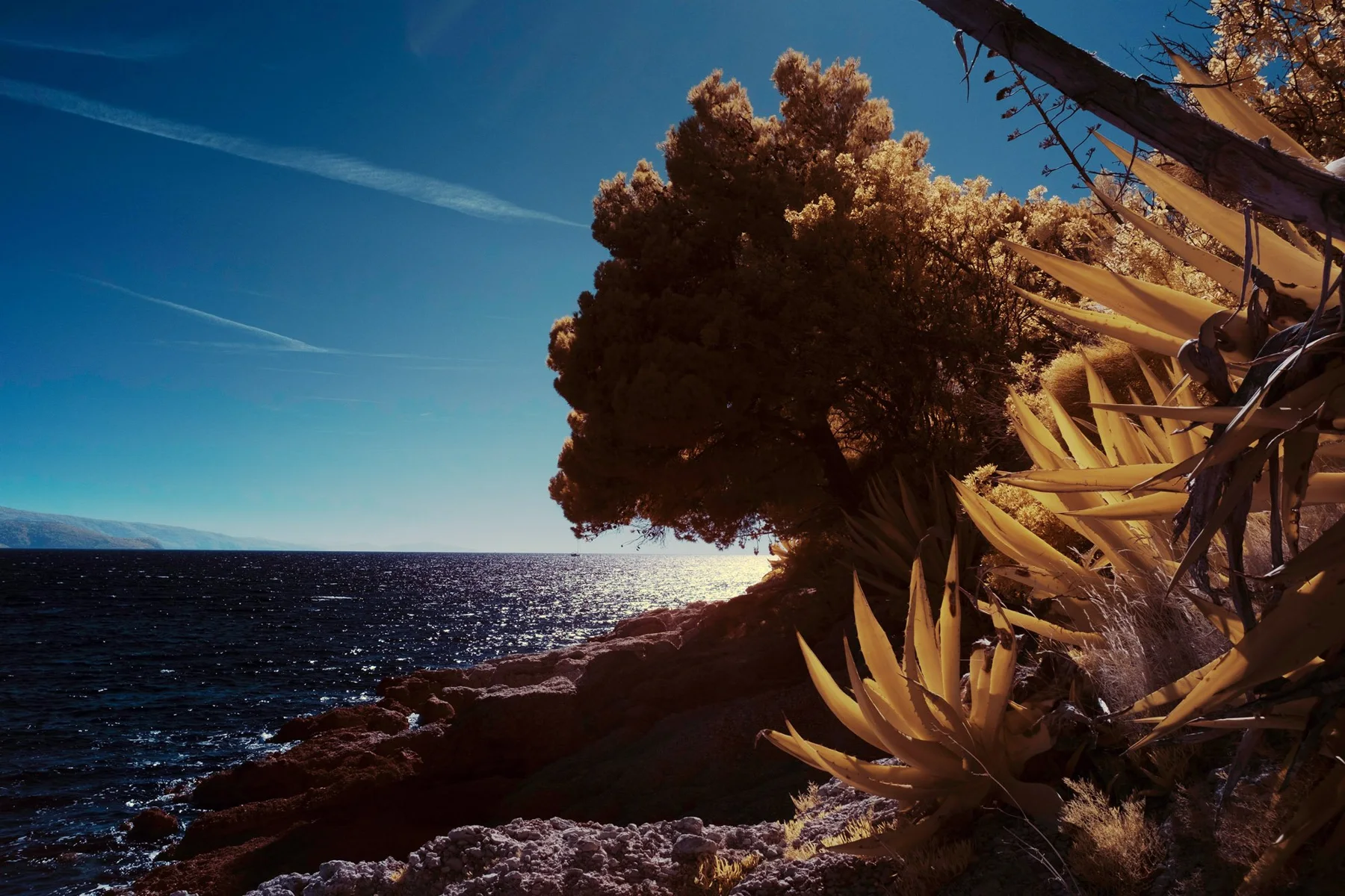 Tree and succulents on a rocky sea coast.