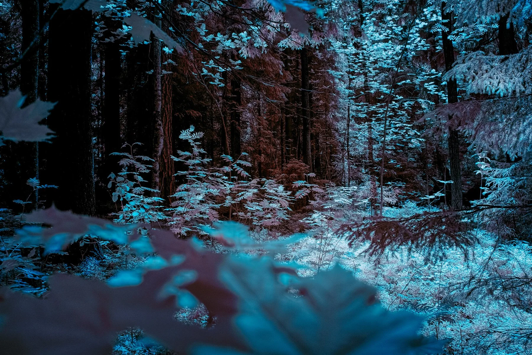 Wald in leuchtenden Blautönen.