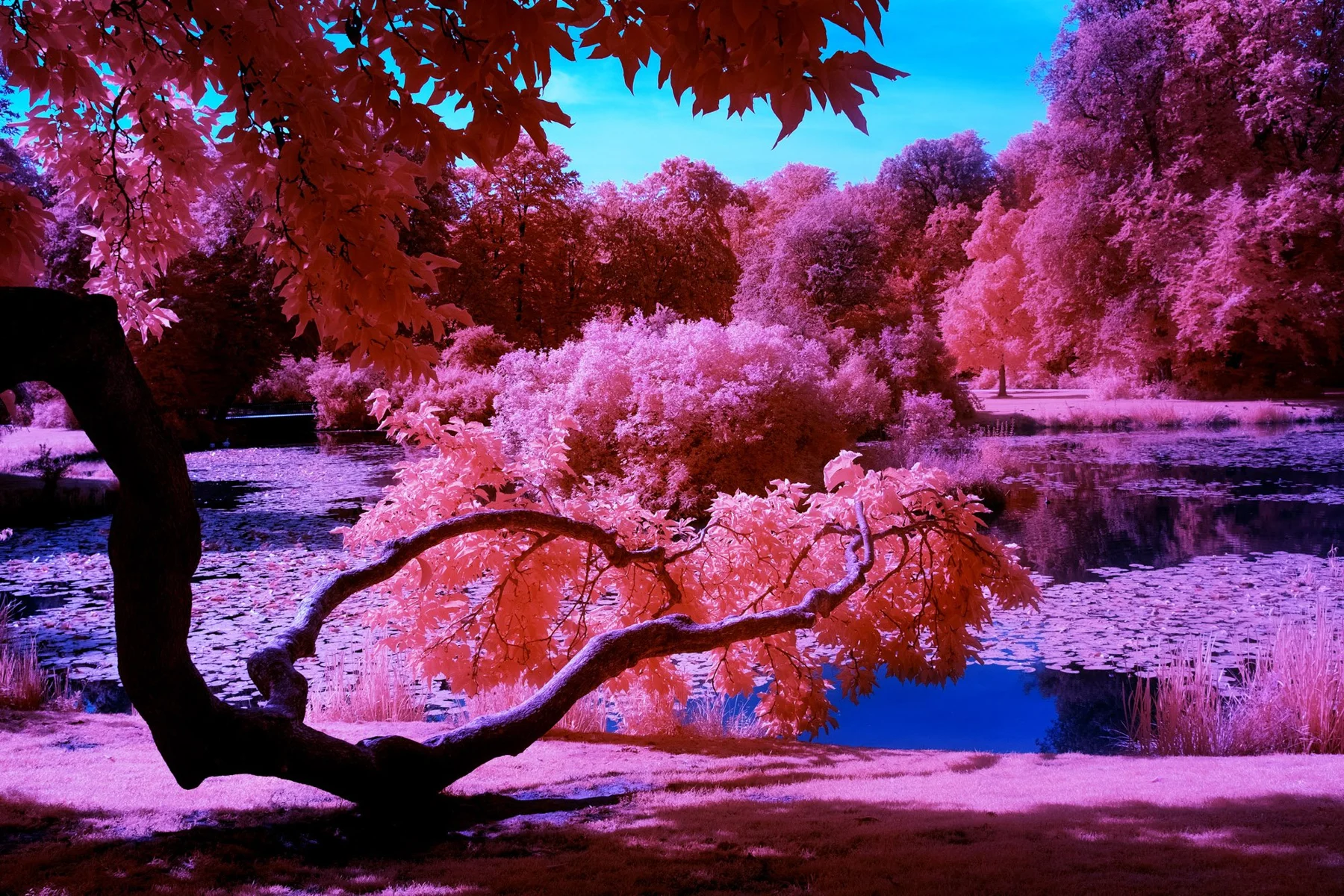 Park with pink trees on a pond.