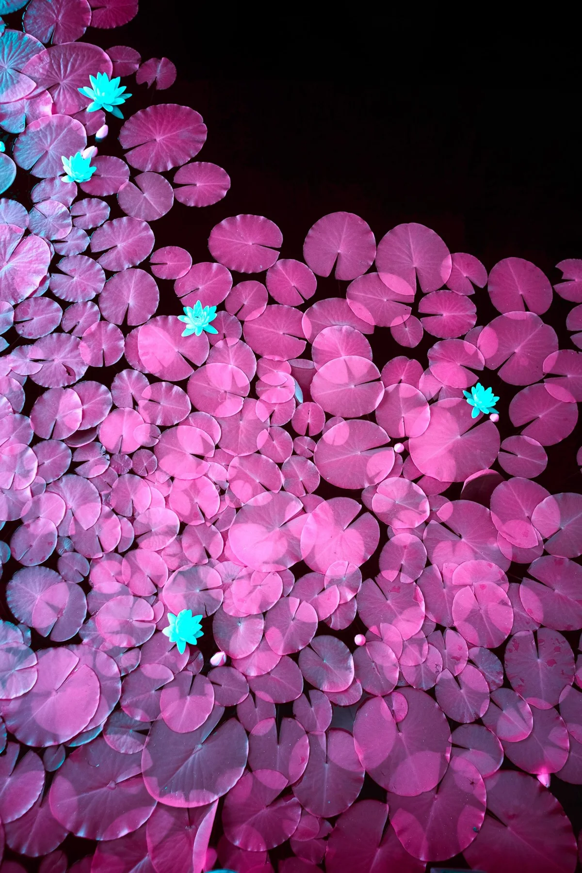 Pink water lily leaves with turquoise flowers.